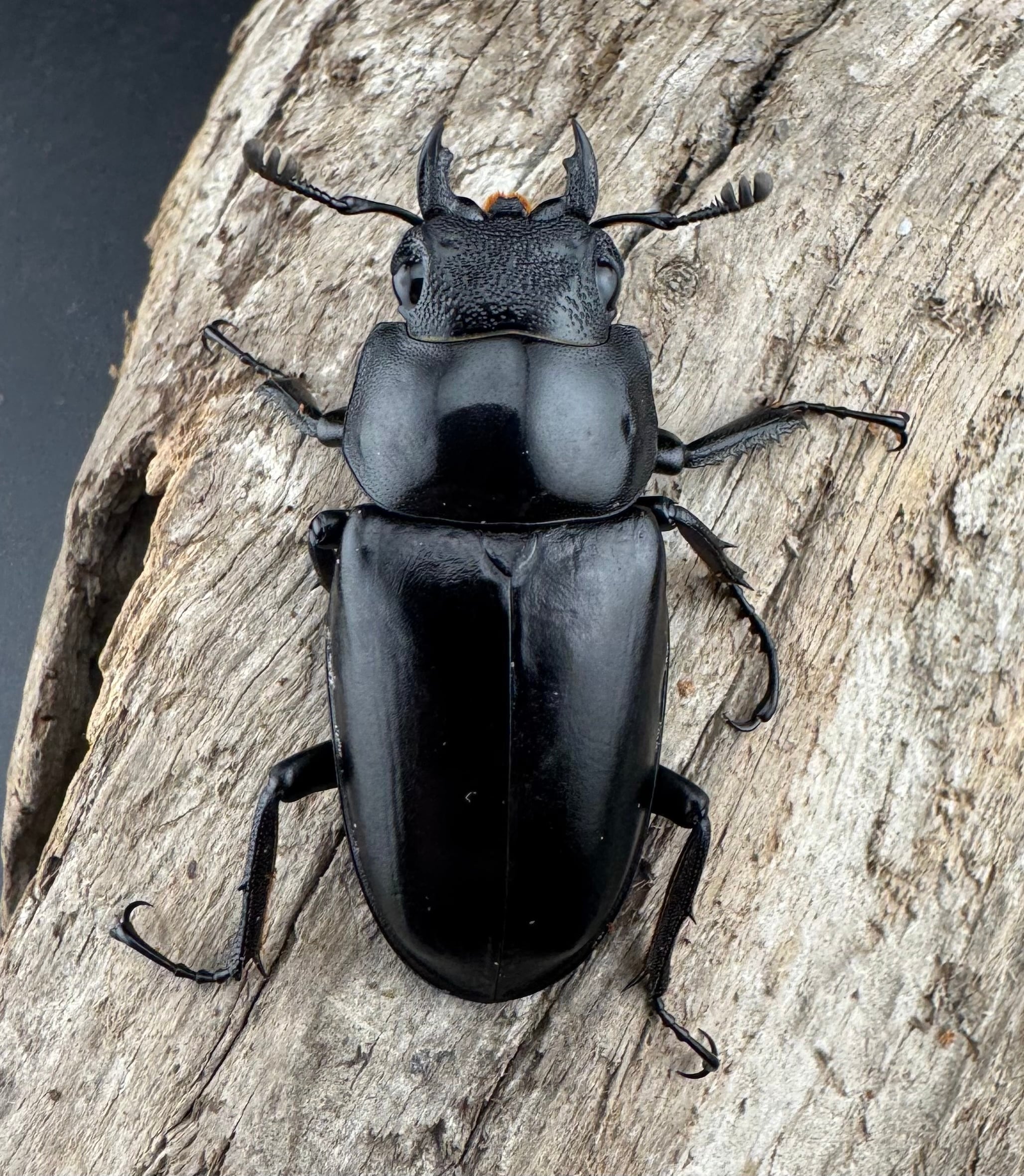 WF2】《ギラファノコギリ亜種ケイスケ 108mm ペア》 | KPW公式