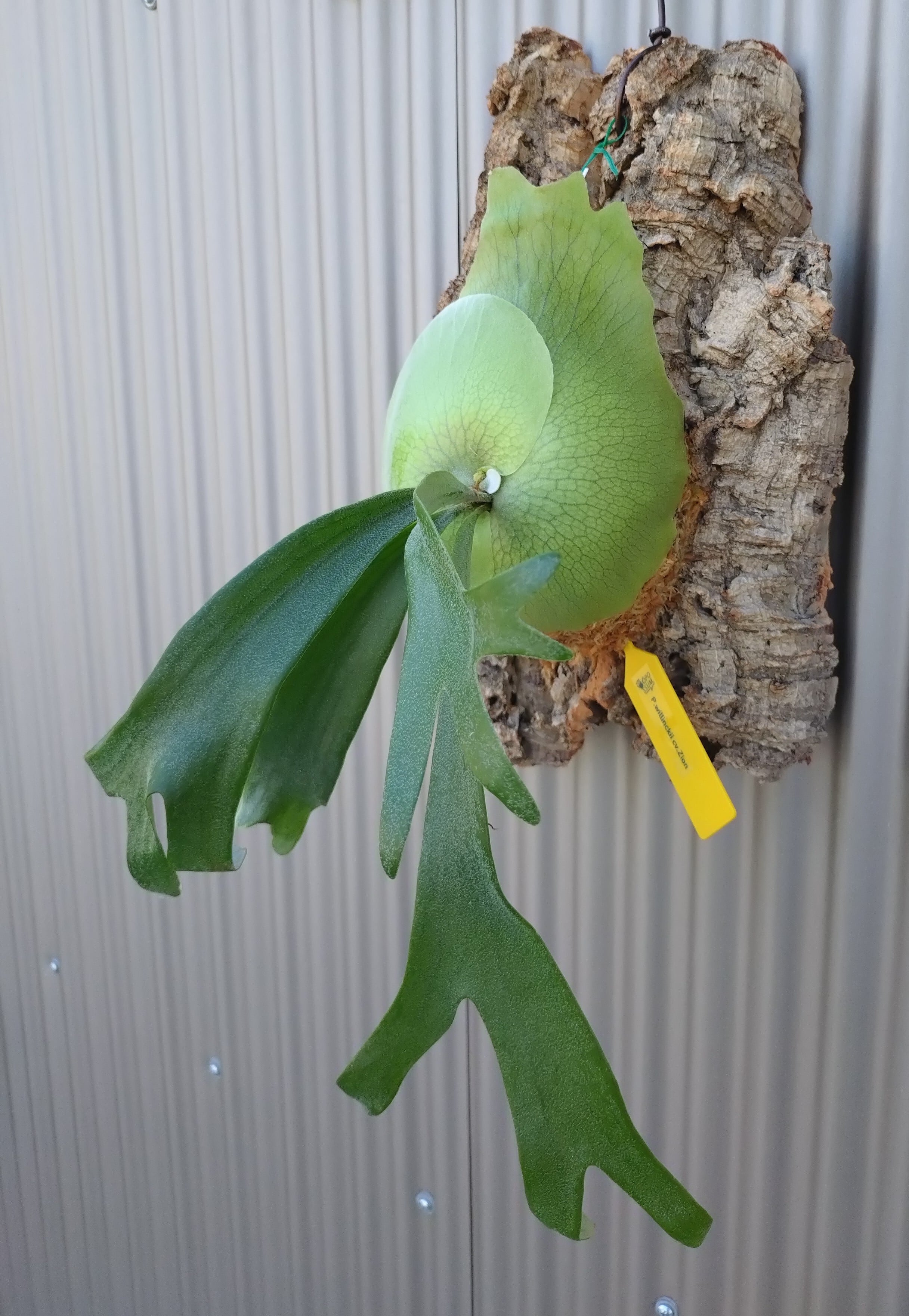 ビカクシダ P.willincky cv.zion OC | opossum(オポッサム）