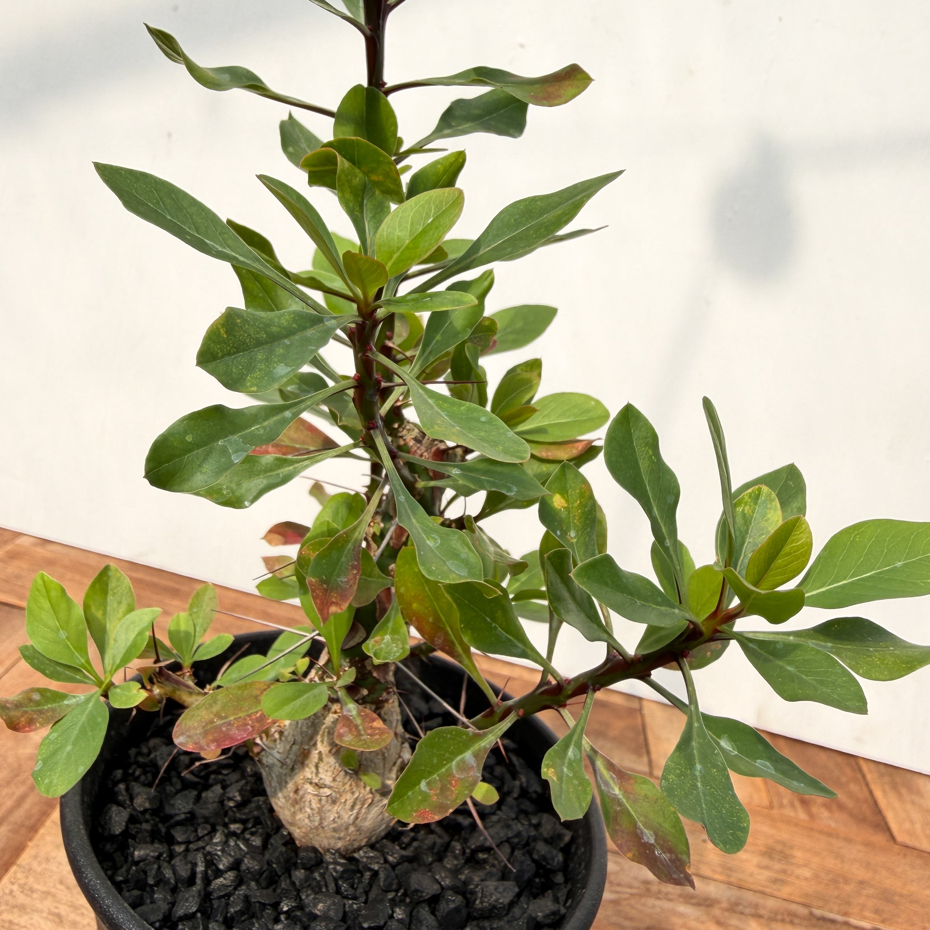 Fouquieria fasciculata【フォークイエリア・ファシクラータ・実生