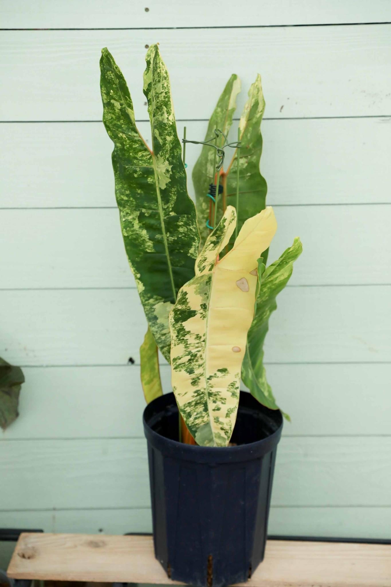 フィロデンドロン ビレッティア 斑入り 大株【激レア】Philodendron