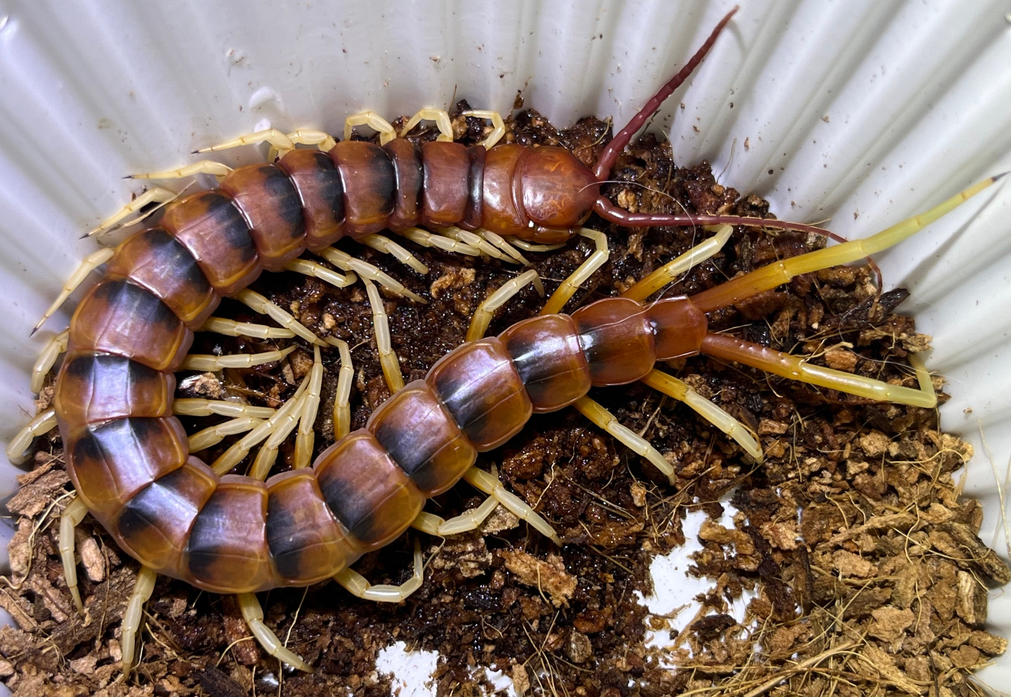 百足最大種】ペルビアンジャイアントオオムカデセンチピード 全長13cm