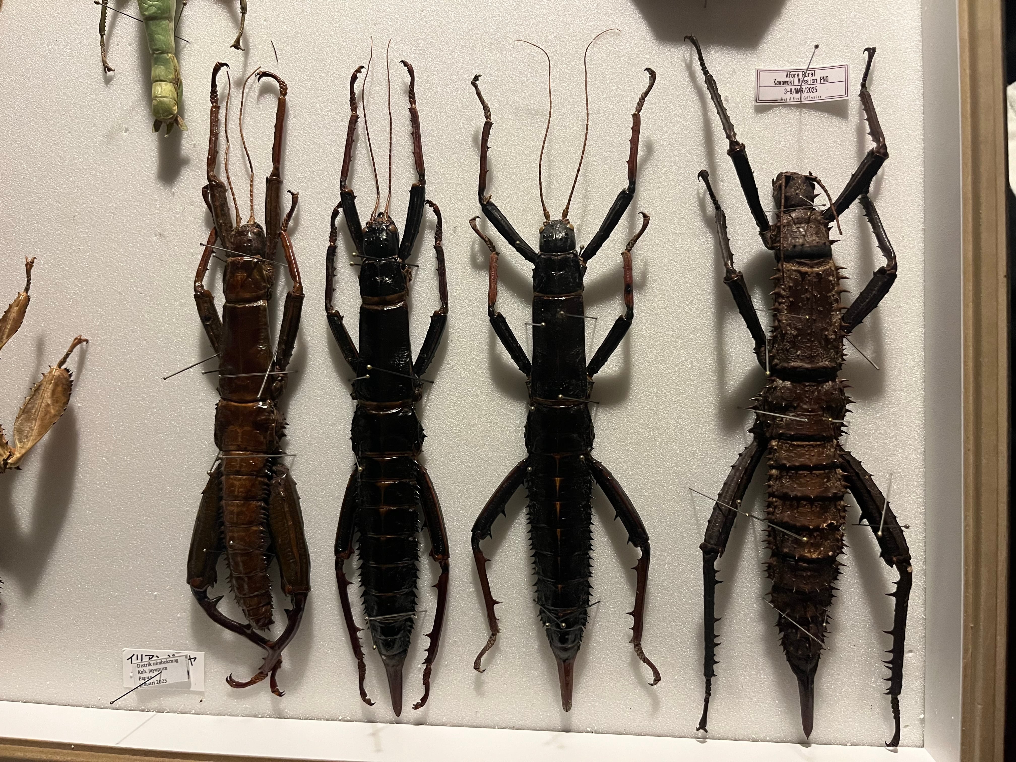 特大♀】トゲアシフトナナフシオバケフトナナフシコノハムシカマキリ