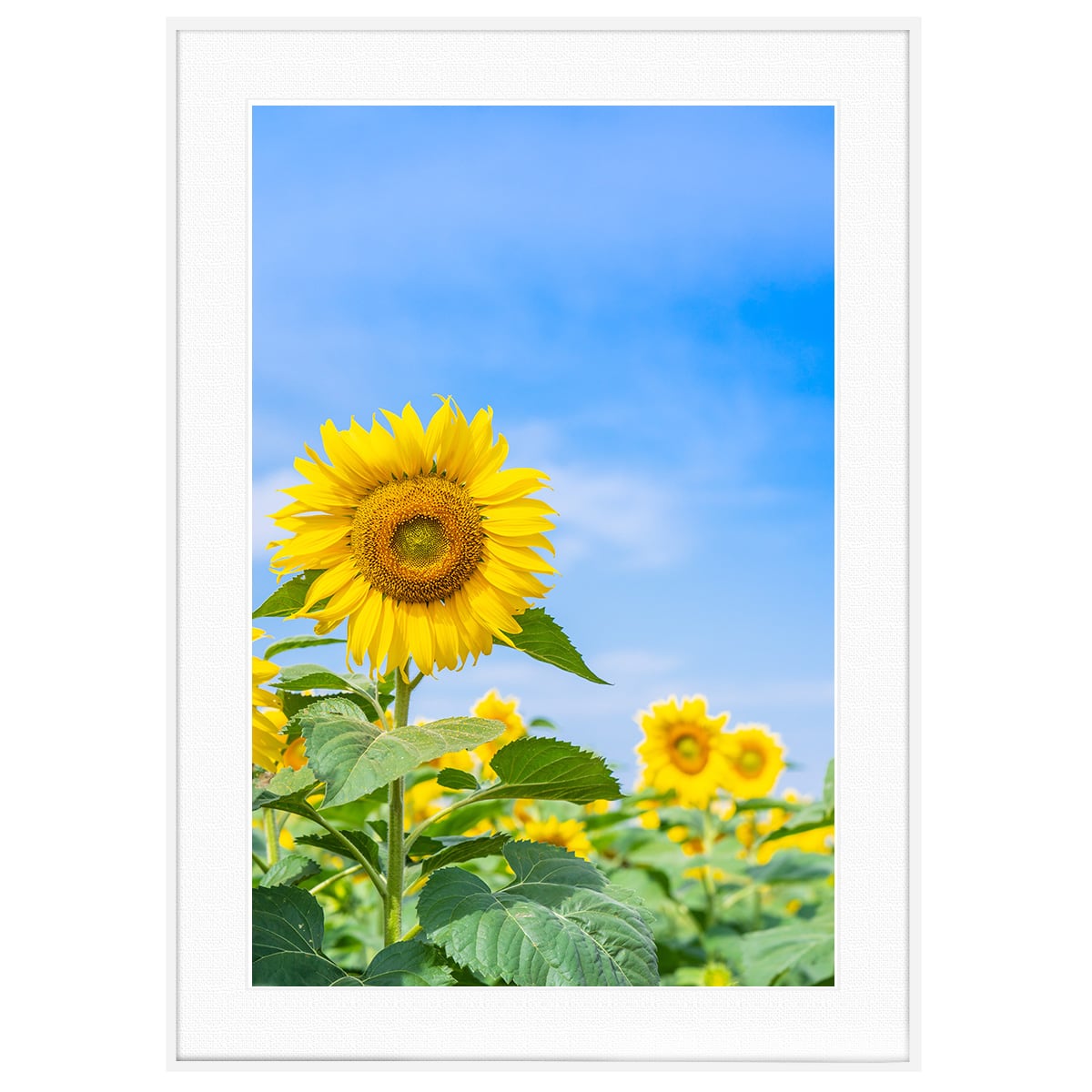 夏写真 野原に咲くひまわり インテリアアートポスター額装 AS0254