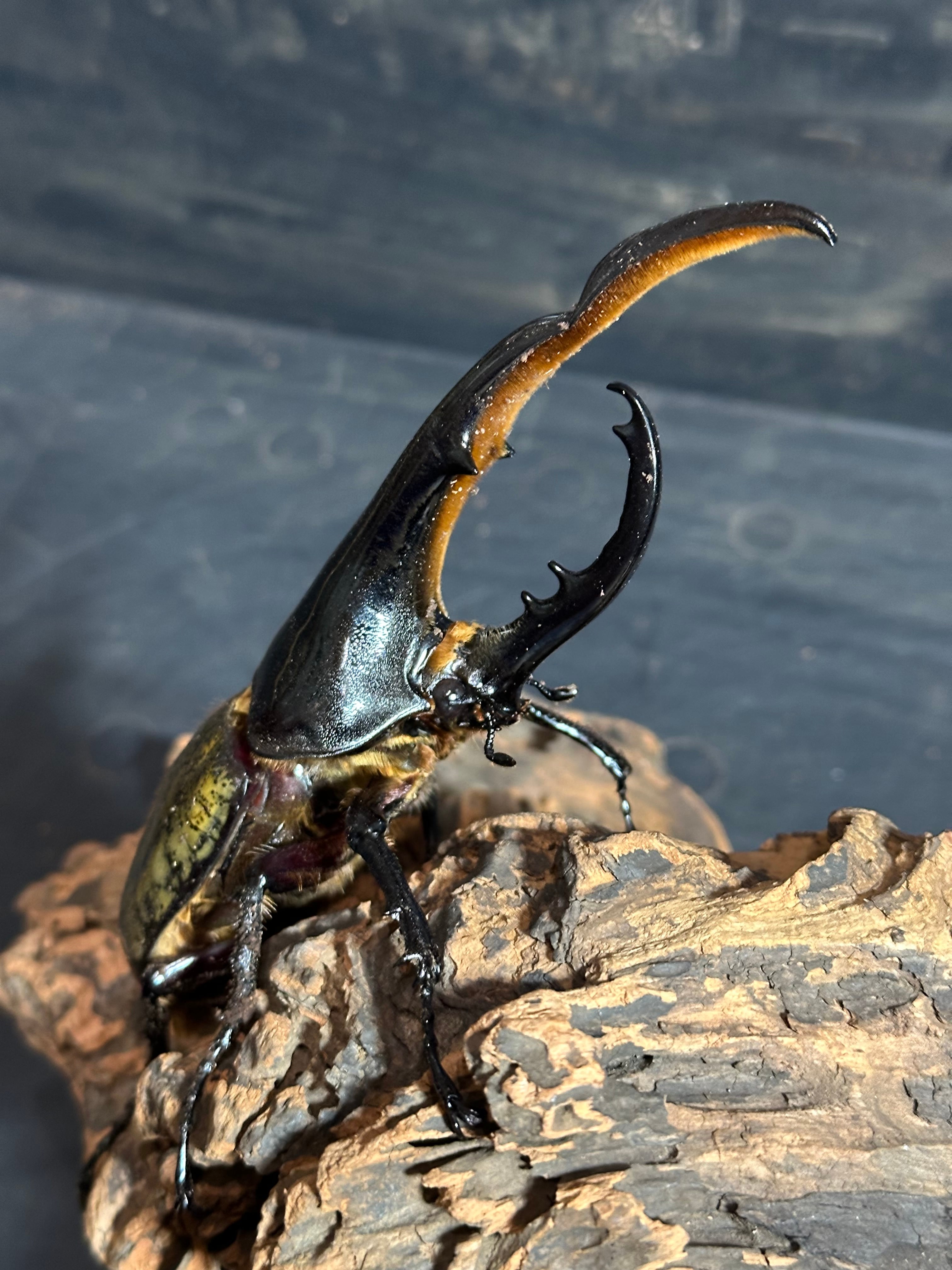 88a68d872b6ffdbbff32d714e22dae