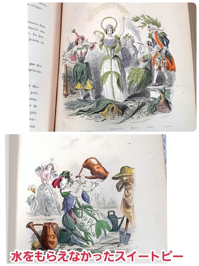 天才挿絵画家グランヴィル 【フルールアニメ 花の幻想】 希少な2冊組