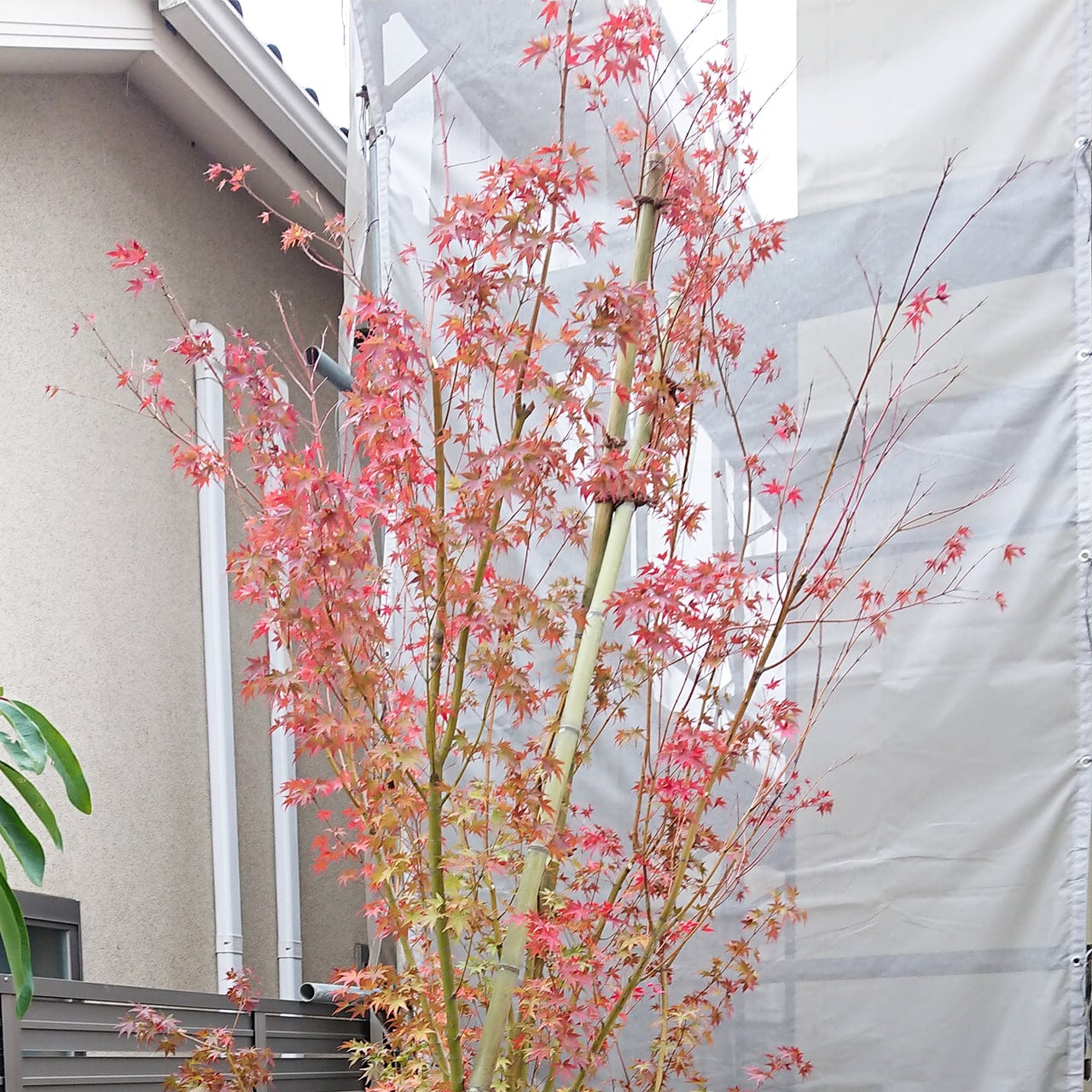 モミジ［イロハ立性］ 株立ち（40㎝ポット） | 連大植木