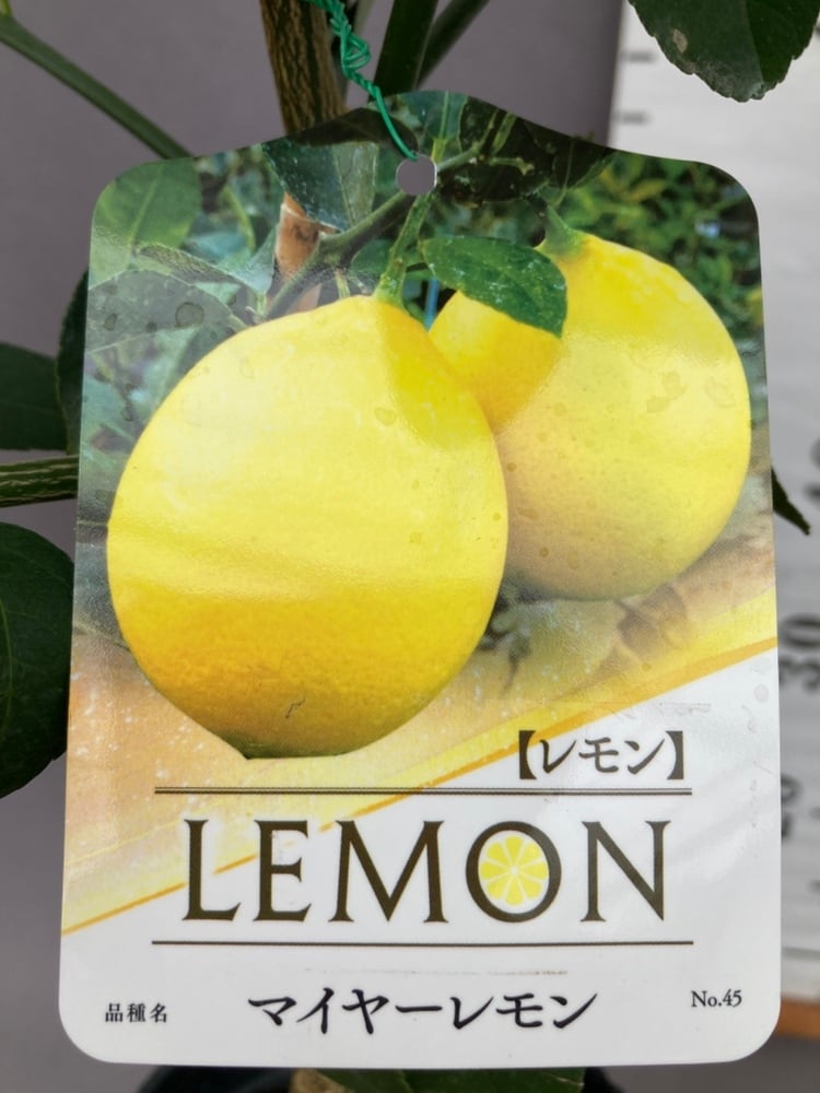 マイヤーレモン【2年生接ぎ木苗】 | 日本ライン花木センター