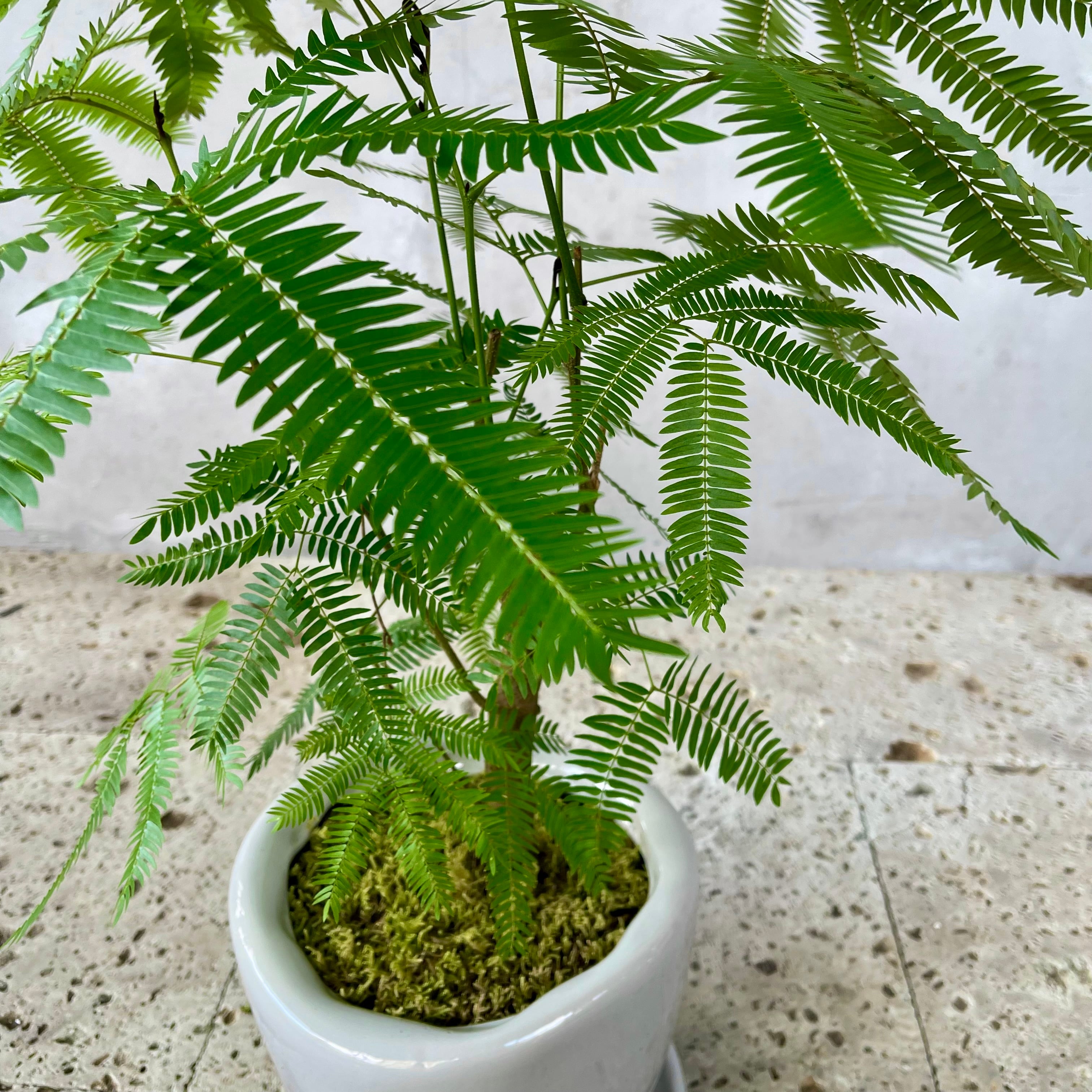 幹太 エバーフレッシュ 盆栽仕立て 7号 陶器鉢 植え込み発送 | HanaGokoro