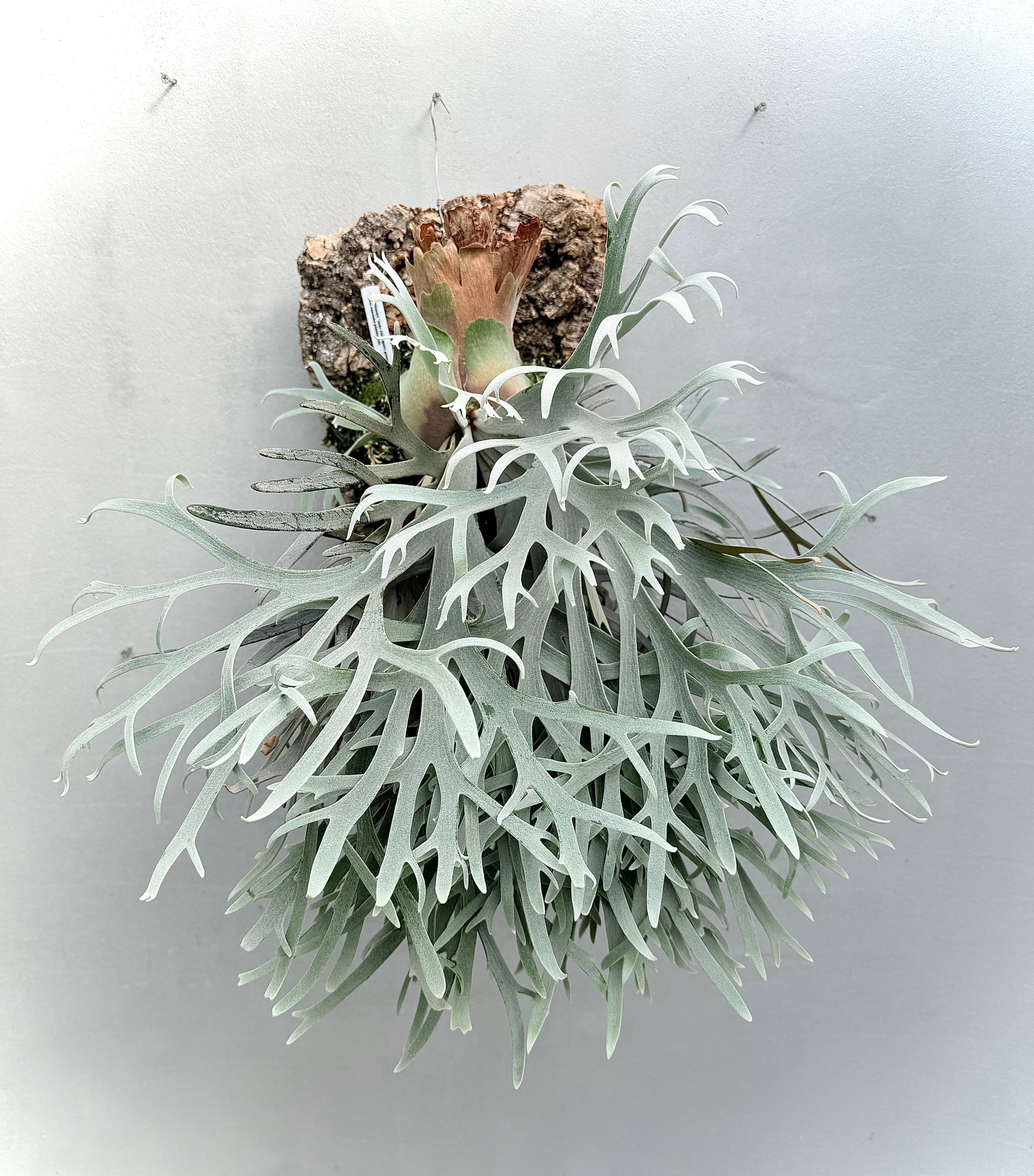 大きめ P.grande ビカクシダ グランデ Botany Valley Platycerium