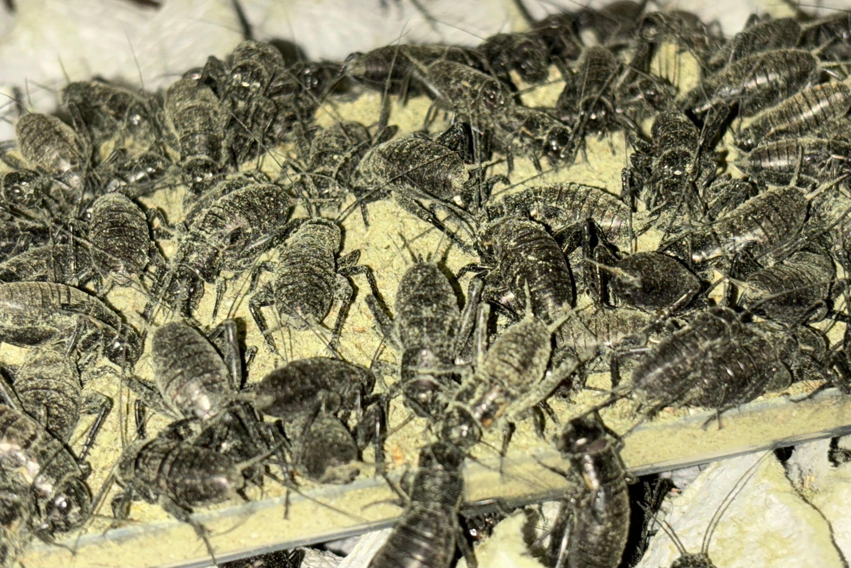 冷凍クロコML約100匹50g冷凍コオロギ | 餌用 コオロギ 通販【ころころ