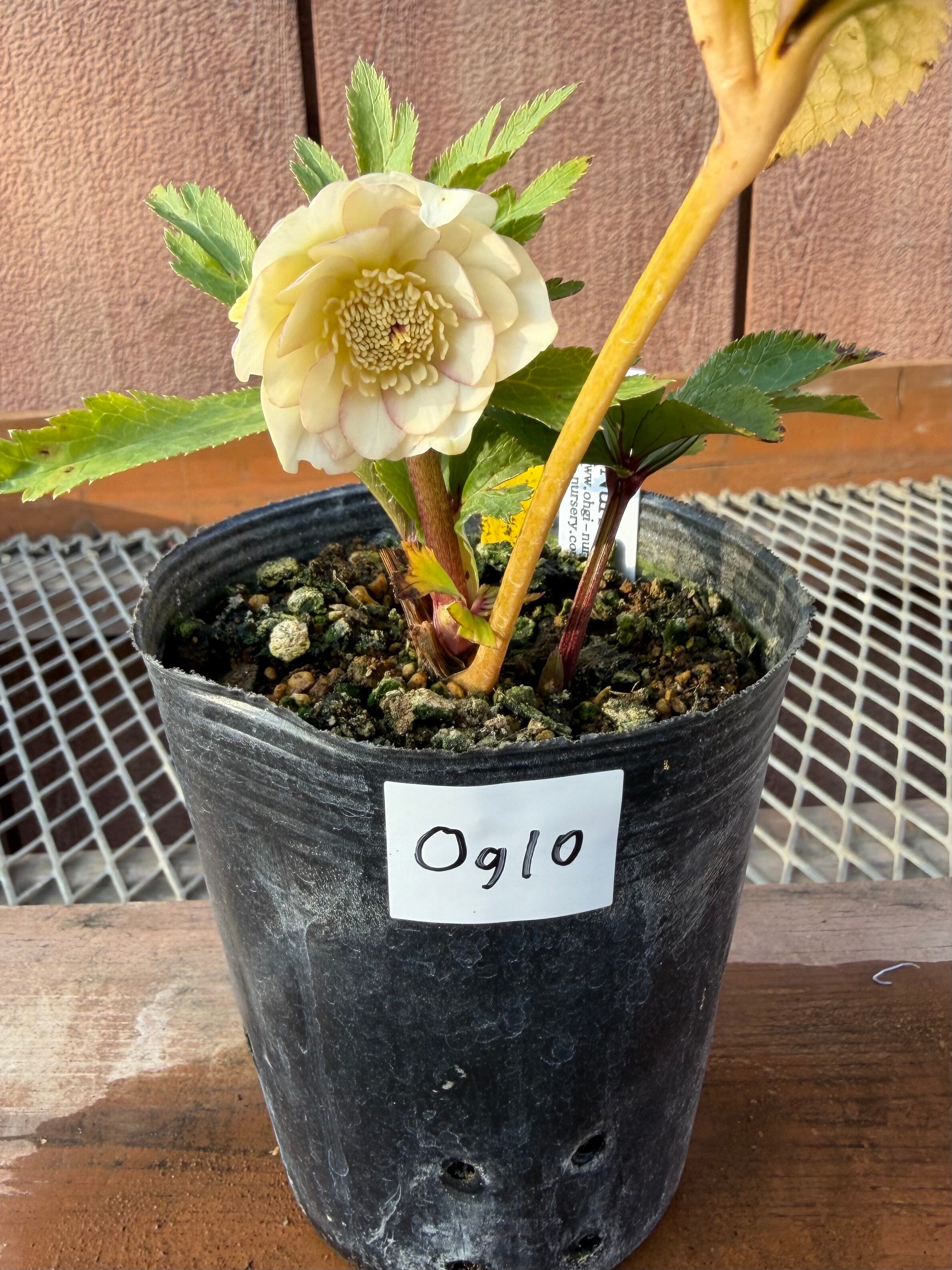 デュメ系オーレアdd 大木ナーサリー クリスマスローズ【Og10】送料無料