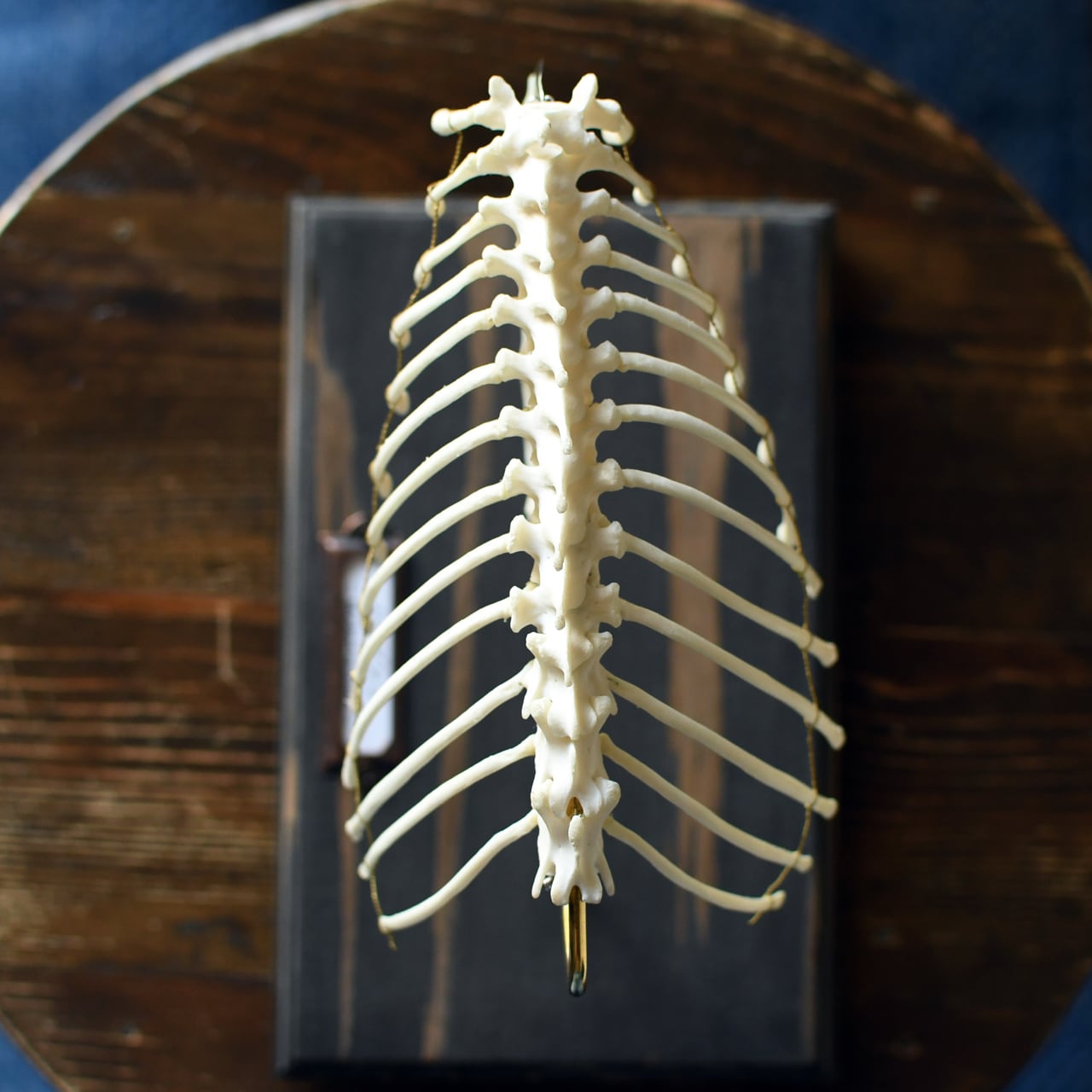 ハクビシン胸郭の骨格標本 | ほねとはね ONLINE SHOP