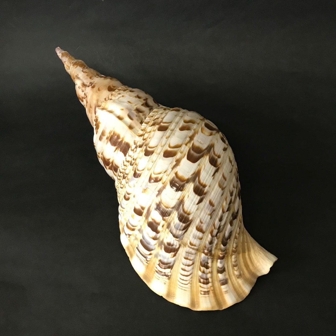 法螺貝① 貝殻 標本 法螺貝① 貝殻 標本