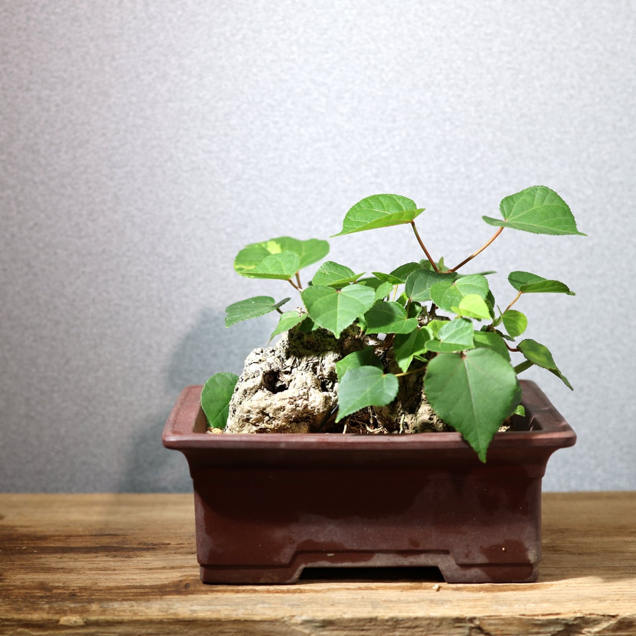 375 南国の風を宿す『琉球盆栽 オオハマボウ』観葉植物 【送料無料