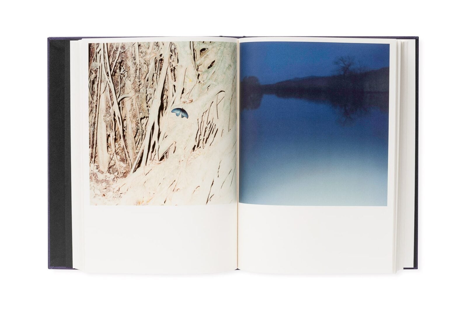 Illuminance: The Tenth Anniversary Edition｜川内倫子 | 本の栞