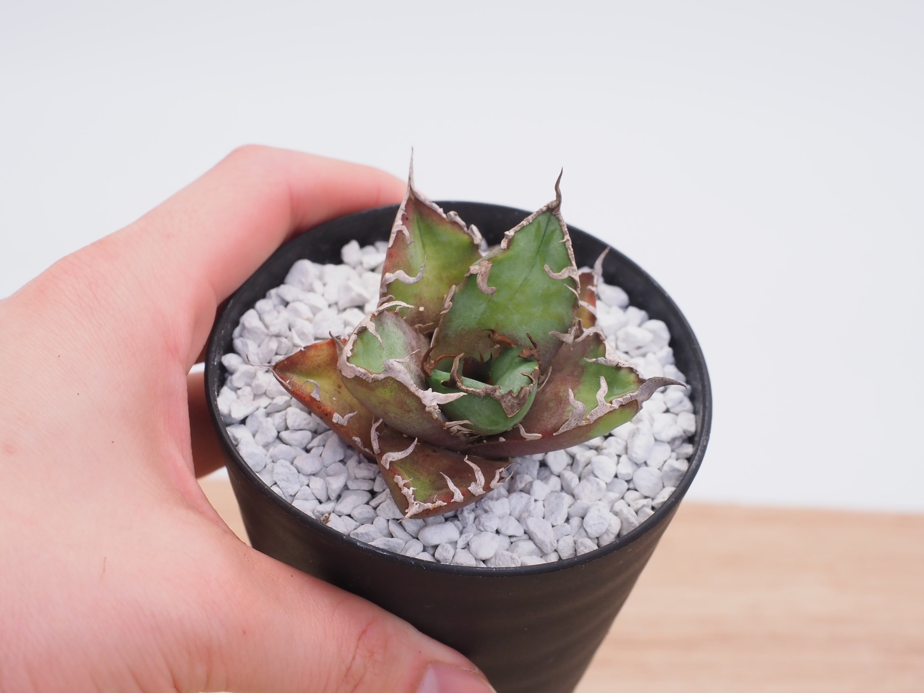 アガベ チタノタ ビッグスパイン | THE CORE