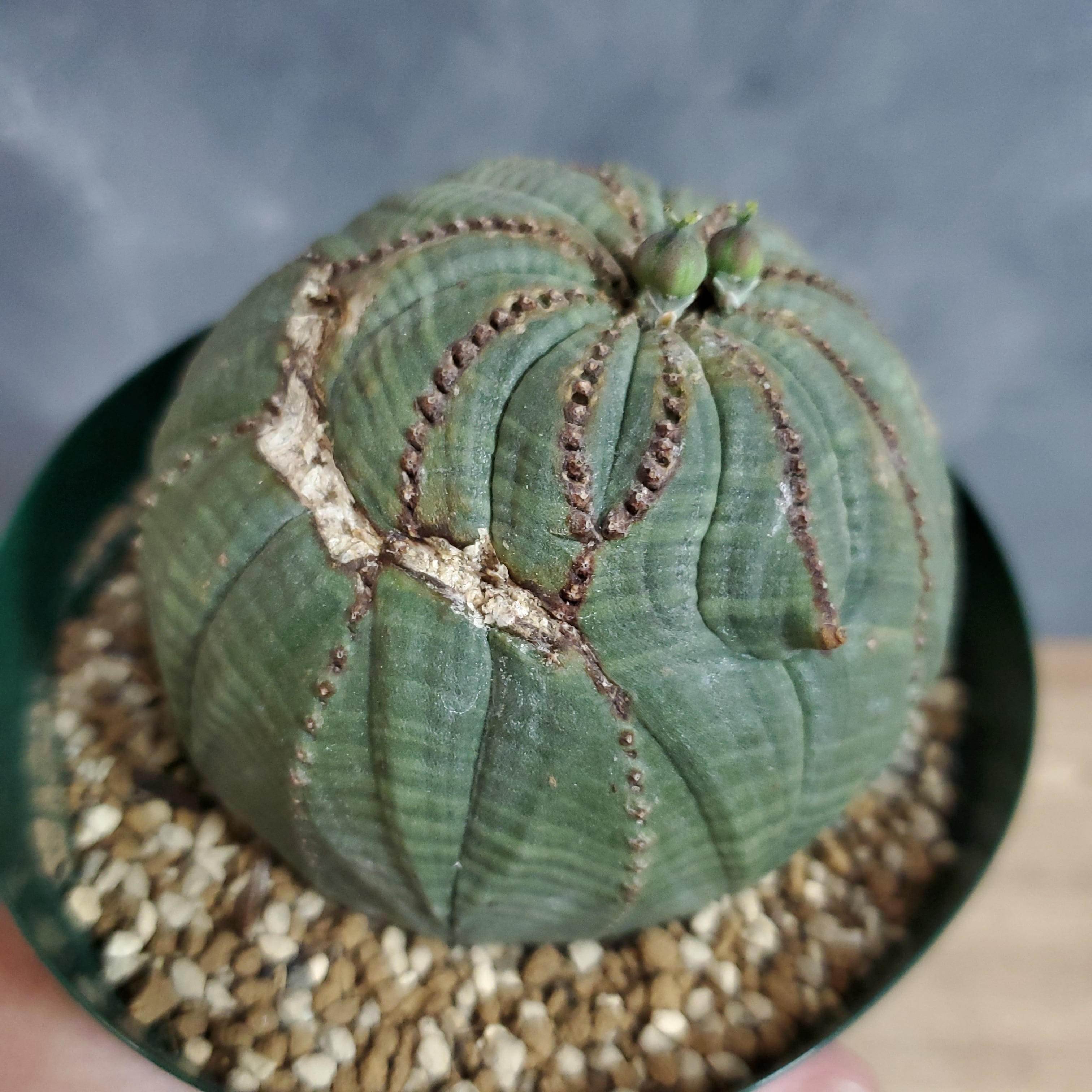 モンスト】 Euphorbia Obesa ユーフォルビア オベサ 木質化