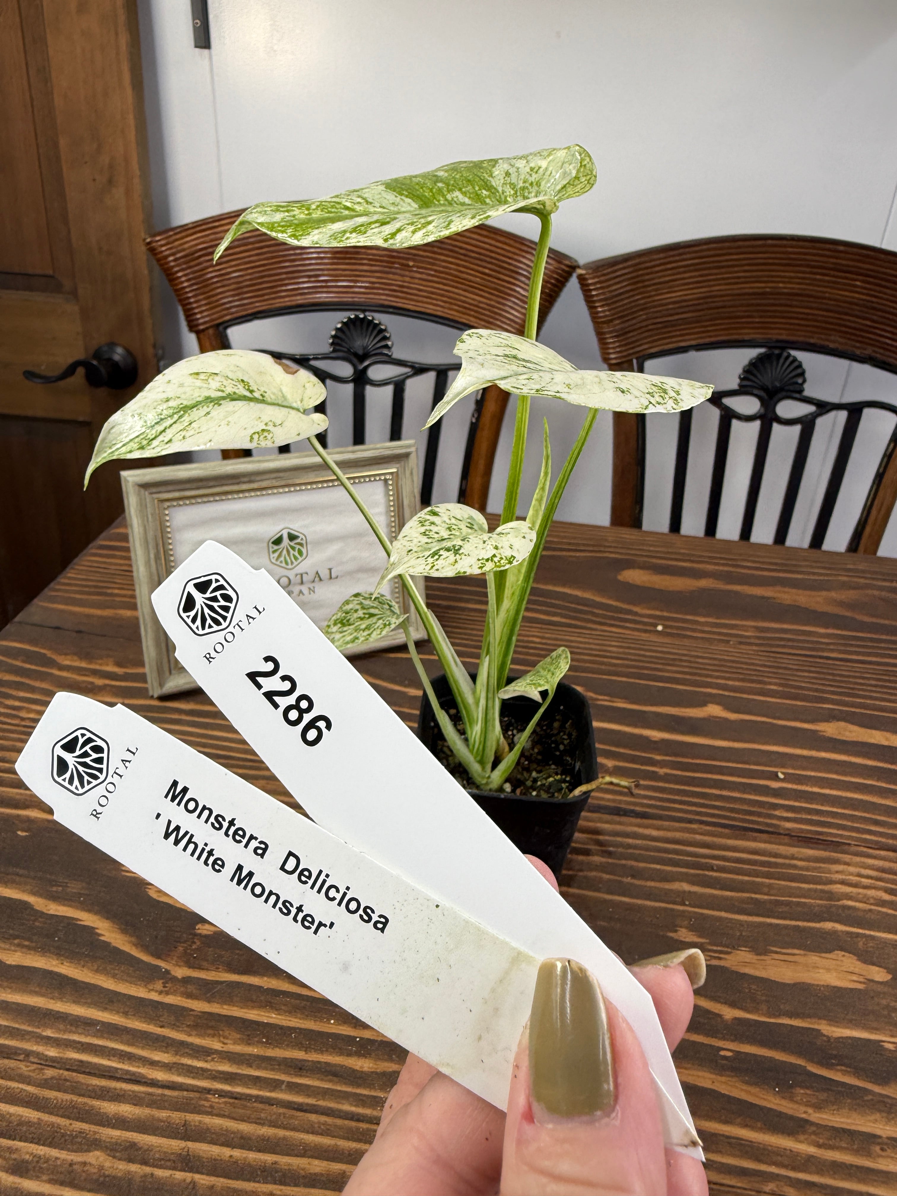 モンステラ | ROOTALPLANTS