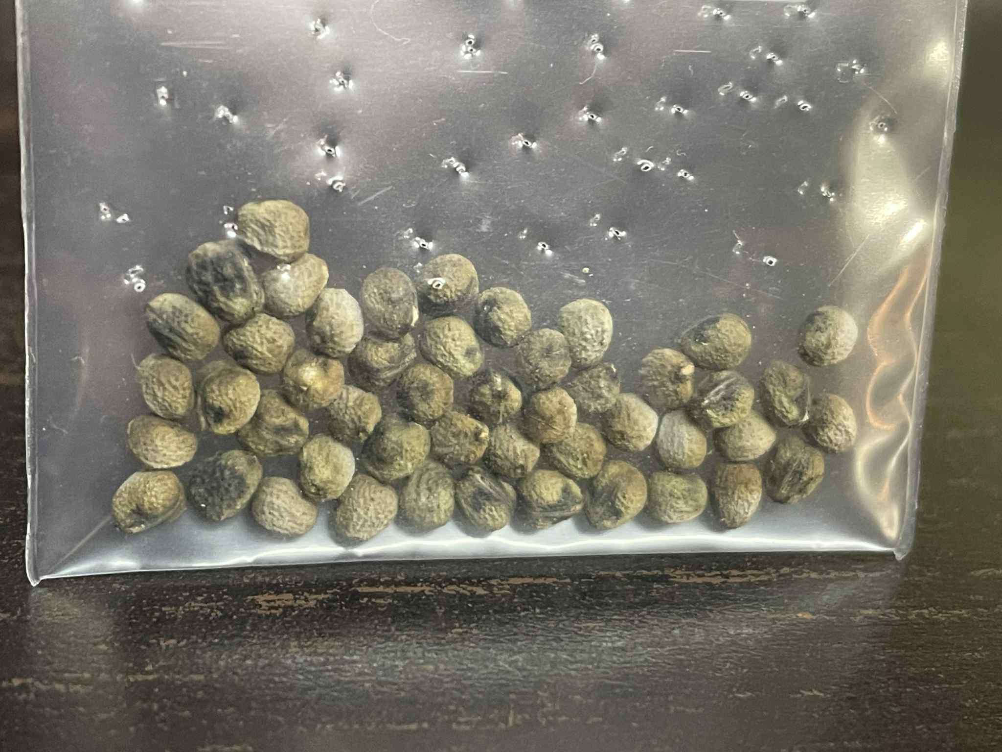 ユーフォルビア・ギラウミニアナ｜Euphorbia guillauminiana【種子4粒