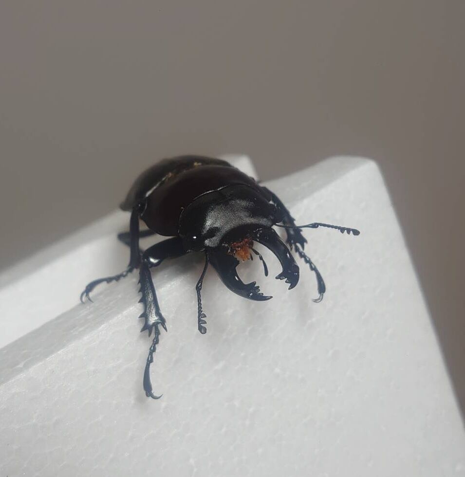 8e144c8cd5be70affe2d7f40fed71d