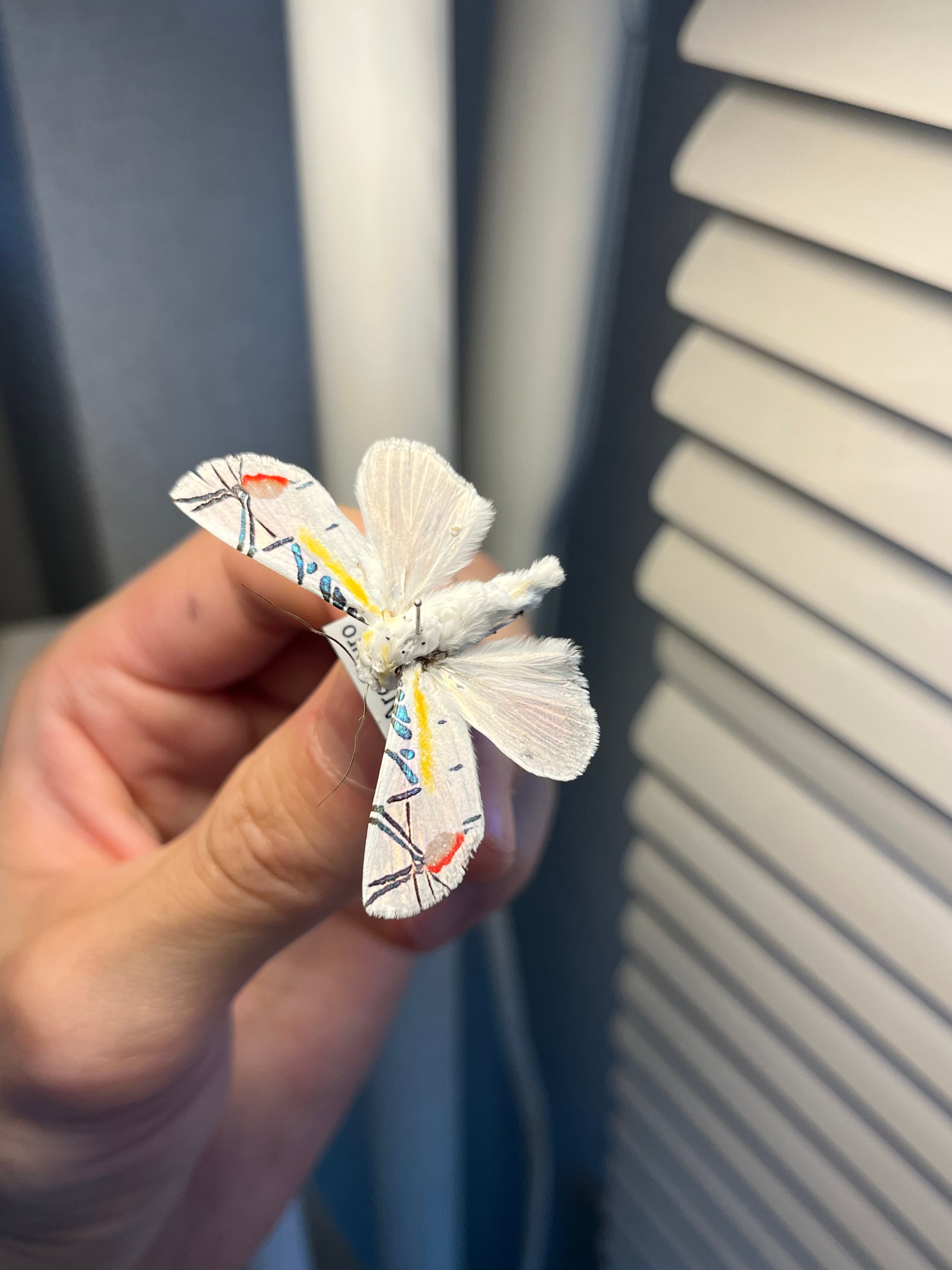 LAST個体】ピカソモスタナバタユタカヤガ蛾ルナモスミズアオモルフォ