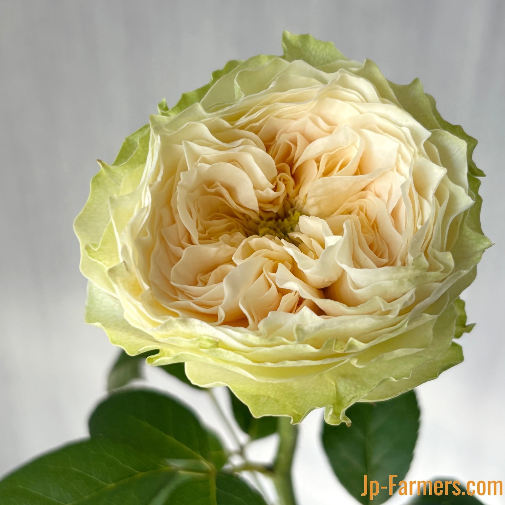 神田ばら園 ☆バラ品種名：ラブリーハーパー 10本 | 新鮮お花問屋 Jp