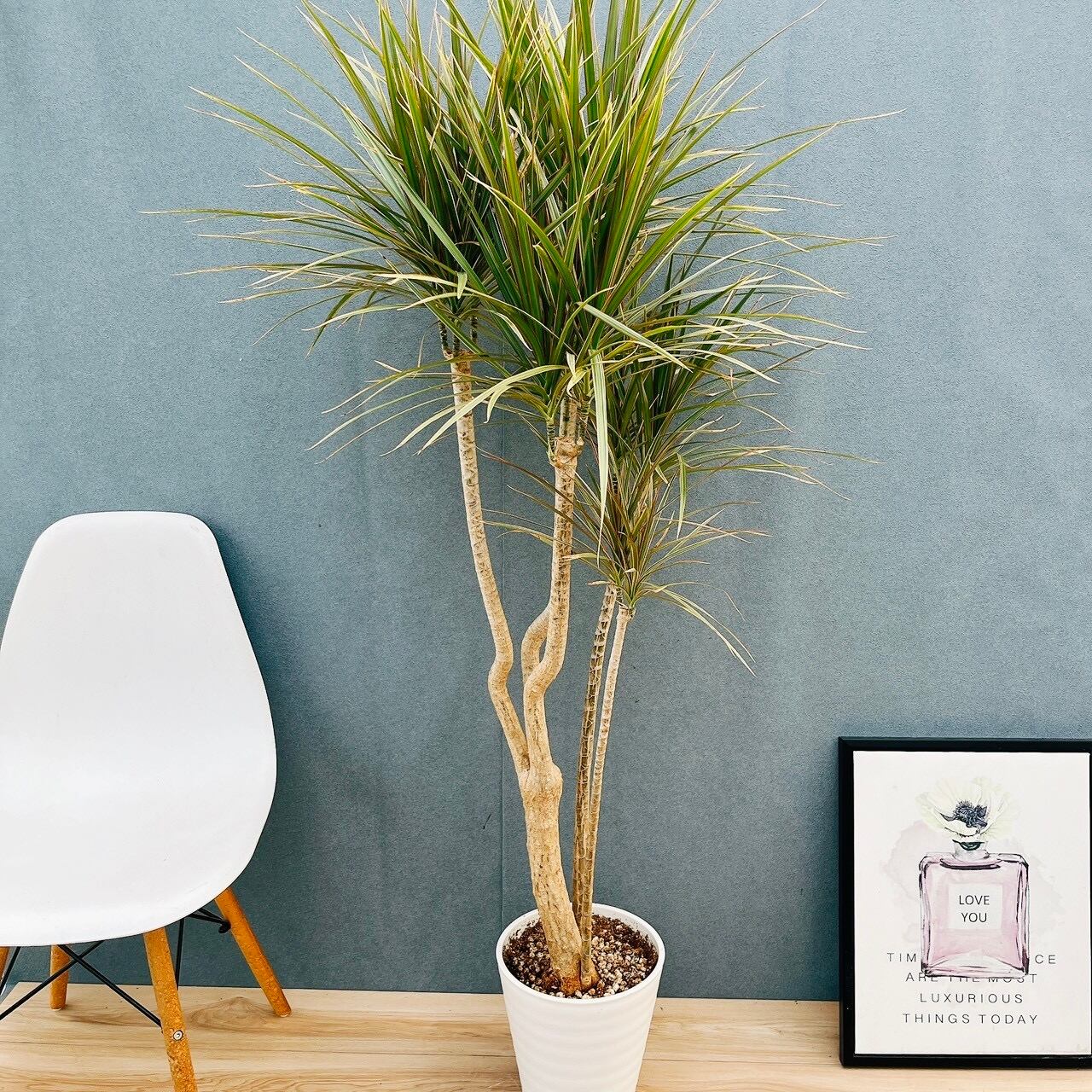 現品］97番 フィカス ベンガレンシス 曲がり 8号 観葉植物 室内 大型