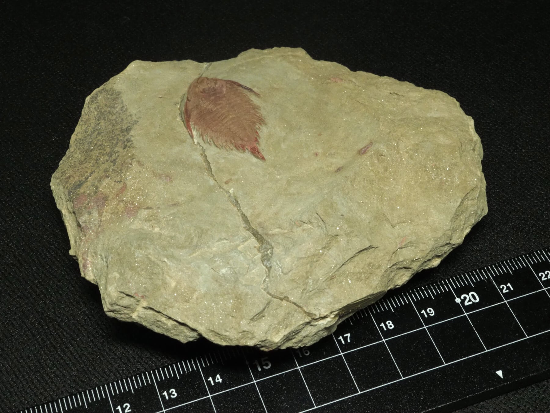 超レア希少種！三葉虫【Parvilichas marochii】【237 g】モロッコ王