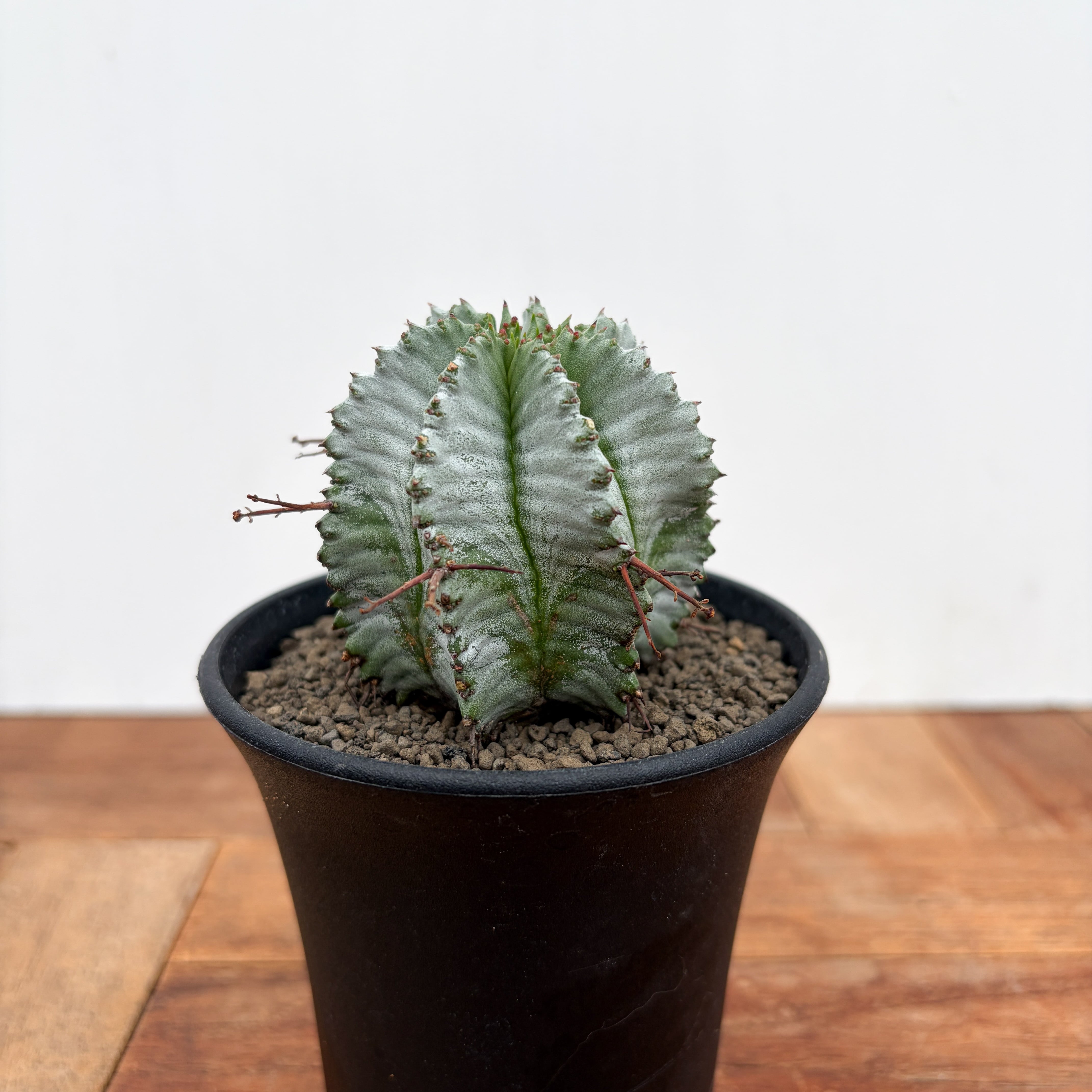 Euphorbia hyb. horrida【ユーフォルビア・玉型白ホリダ】 | RIMO'S