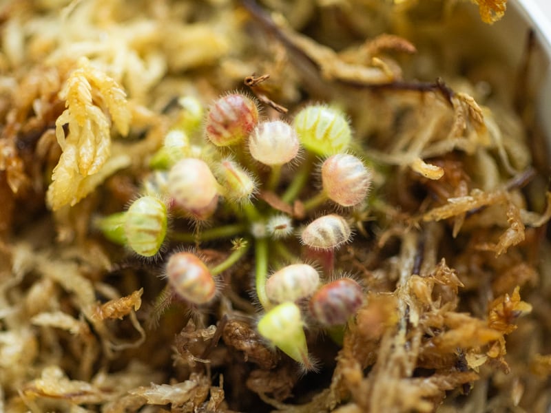 Cephalotus ”Eden black” Cedric / セファロタス・エデンブラック 葉