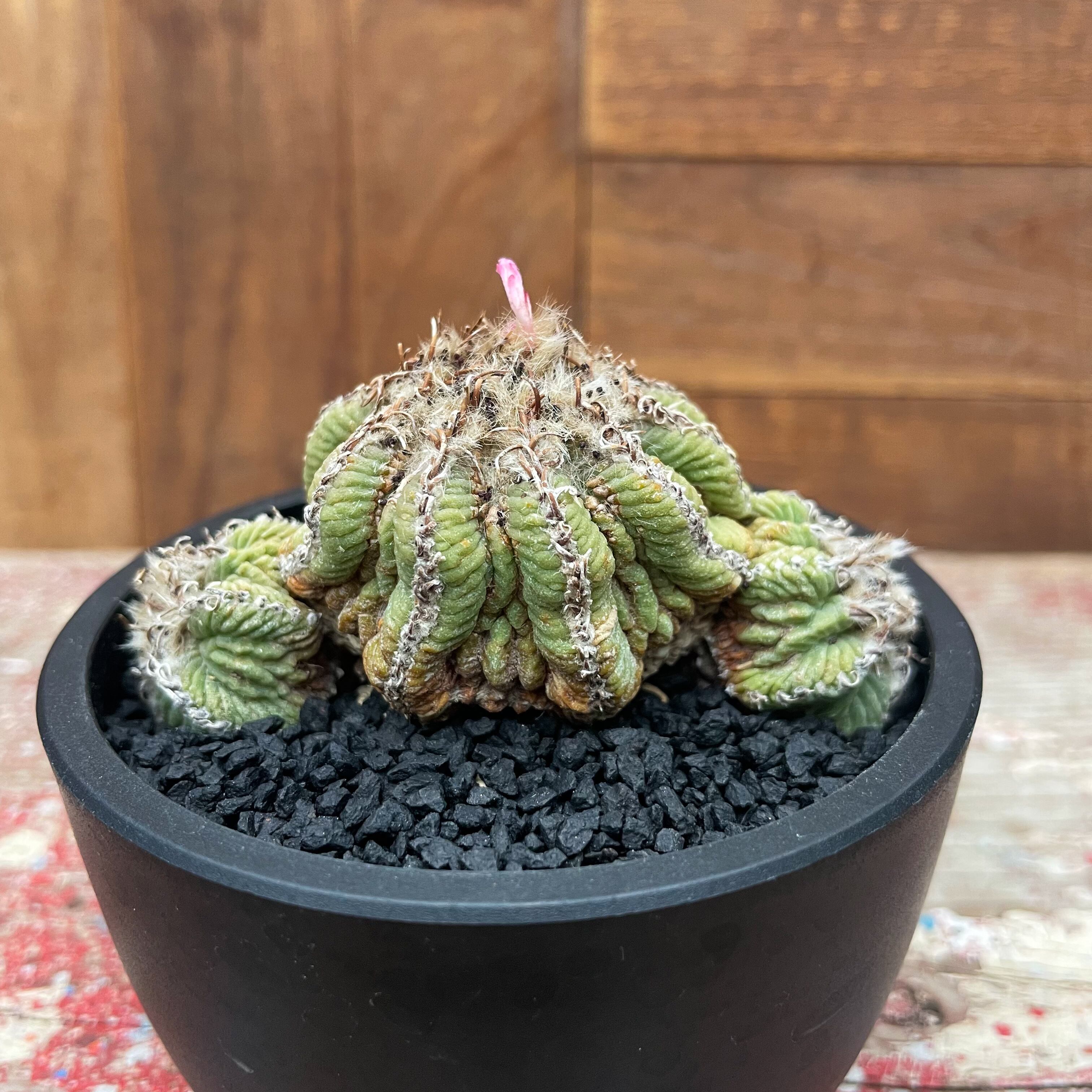 Aztekium ritteri【アズテキウム・花籠・実生】 | RIMO'S GREEN