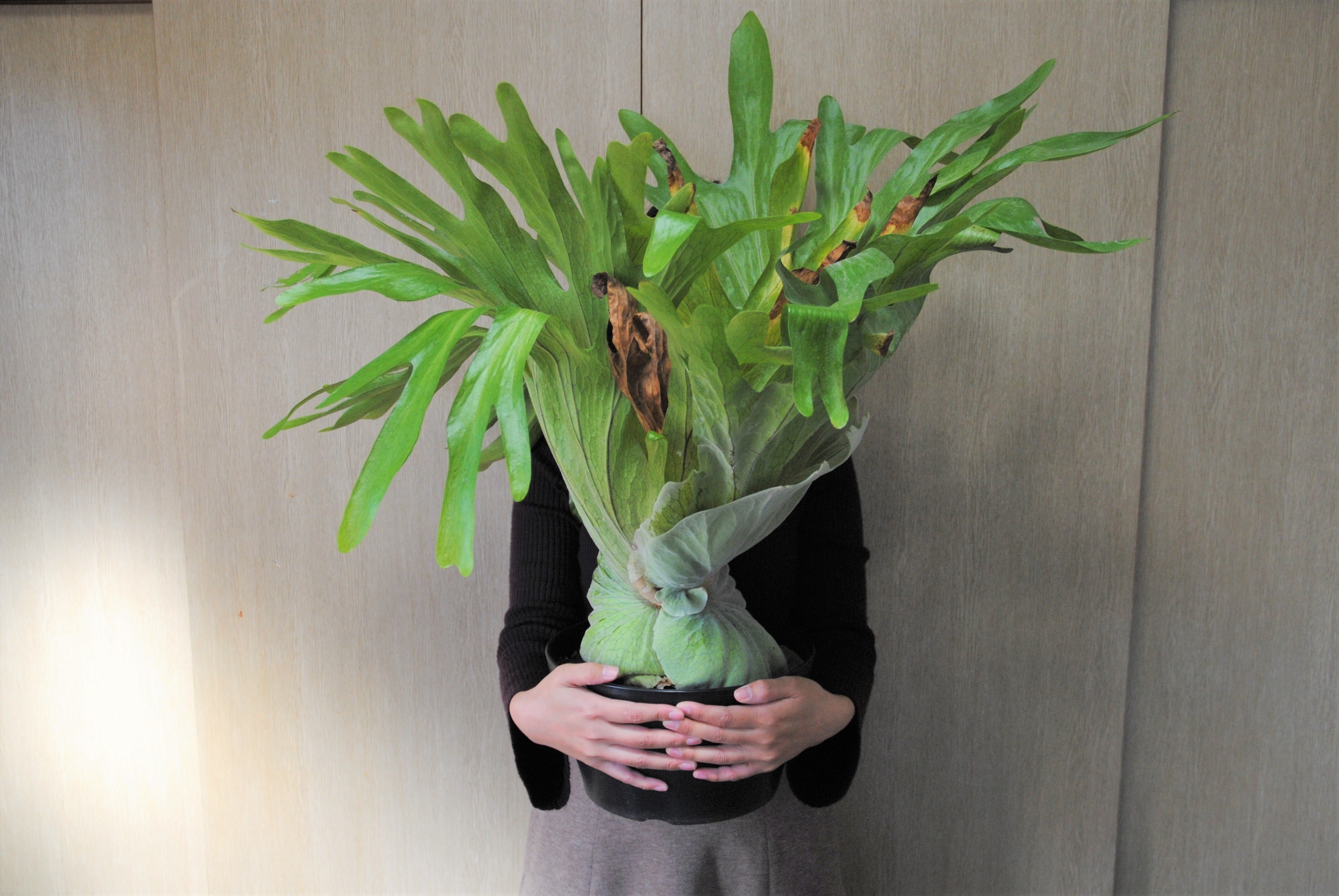 Platycerium grande ビカクシダ グランデ 特大 | plants MARU