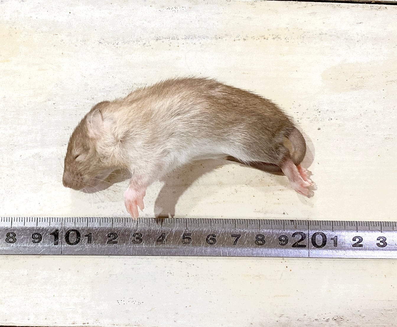 冷凍ラット 30サイズ 21g～30g 1パック10匹入り | ネズミ屋さん