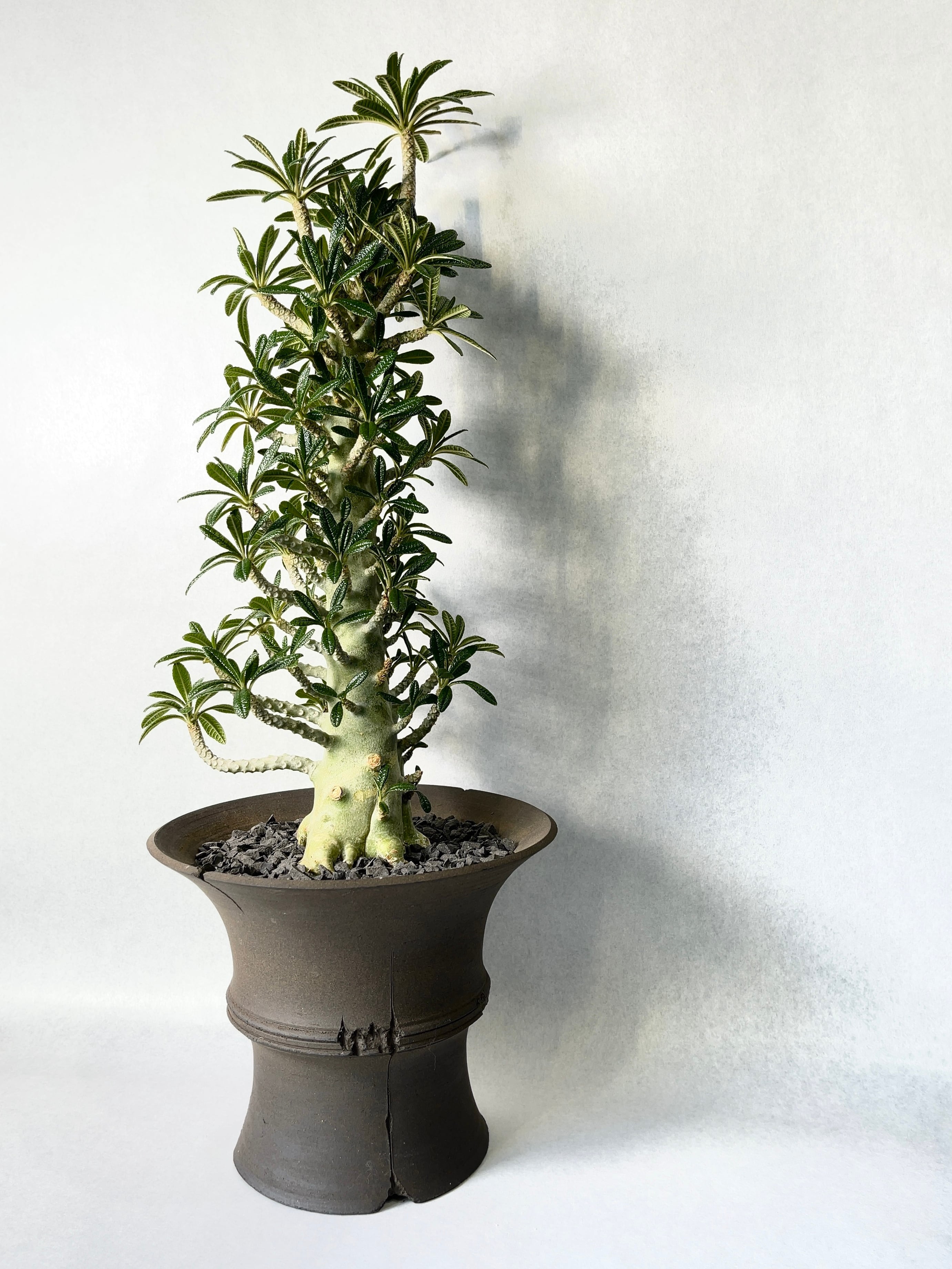 ドルステニア・ギガス | trigger