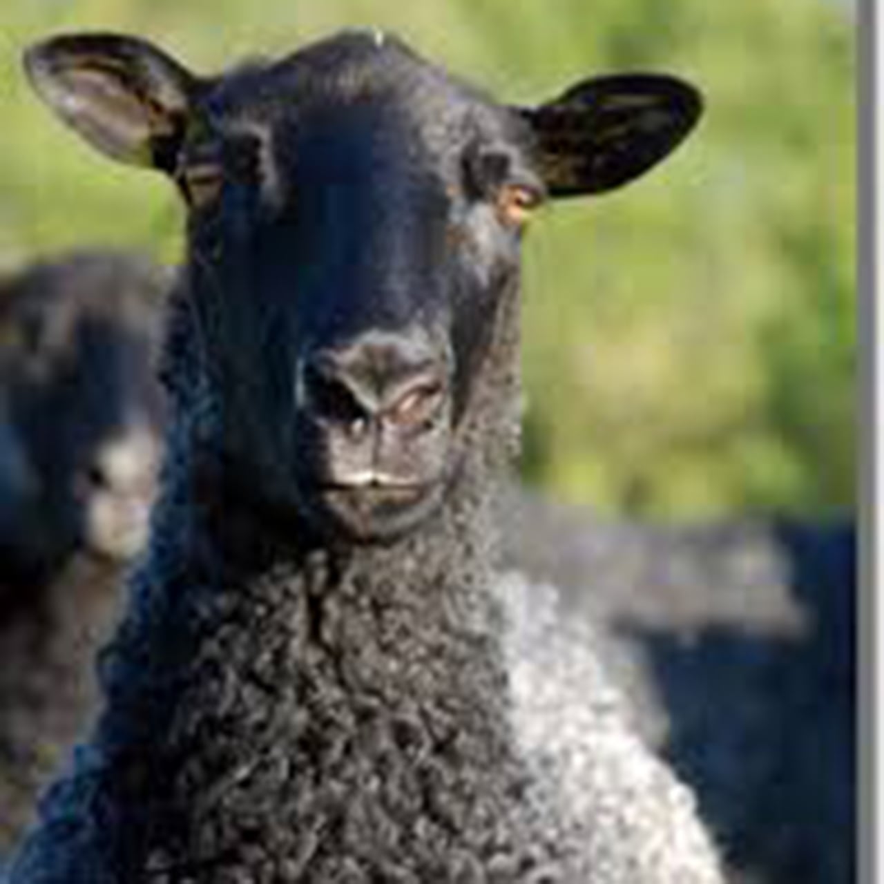 ゴットランドシープスキン ラグ ロングヘアー | アトマダ寝具店