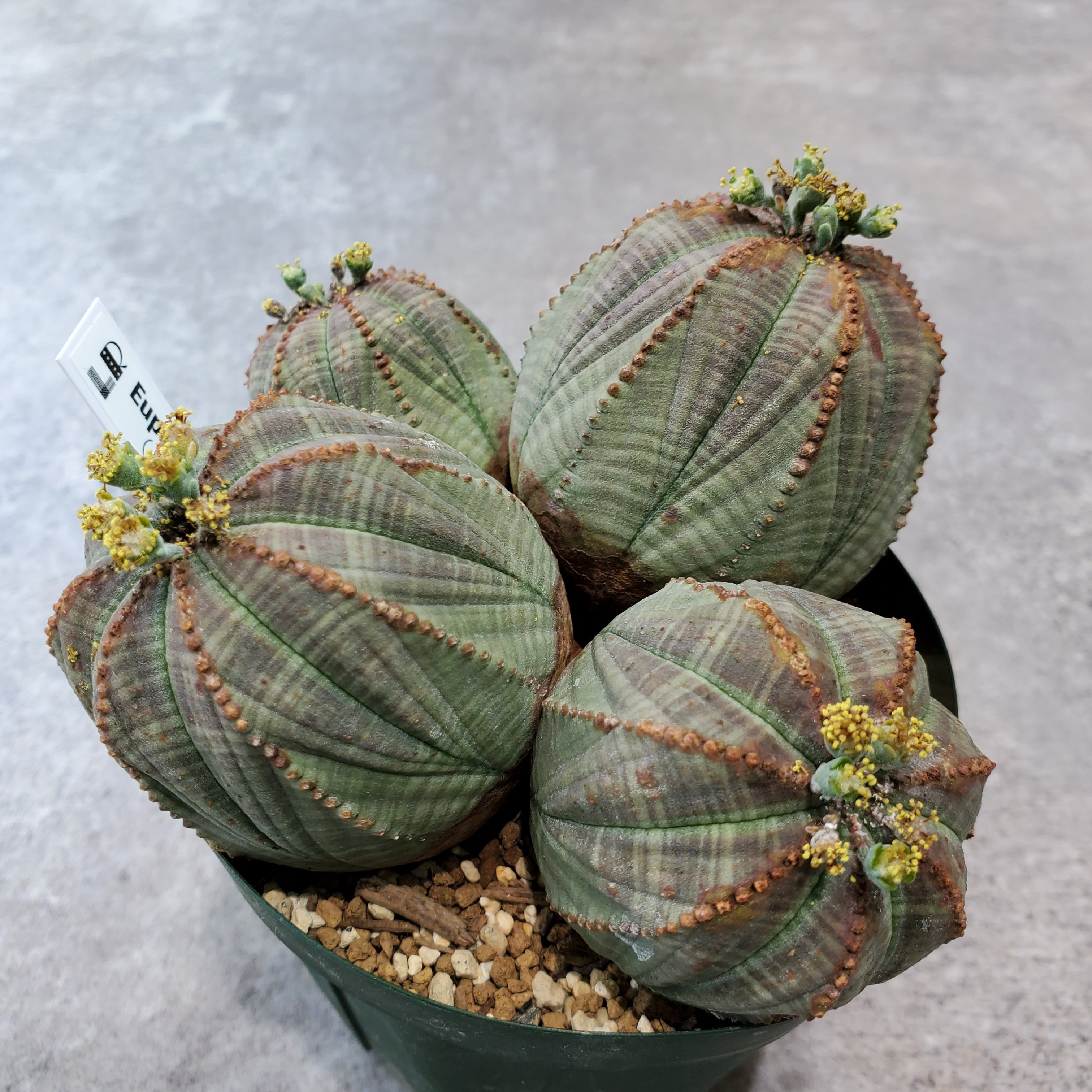4頭群生】Euphorbia Obesa ユーフォルビア オベサ | Libaran_Plants