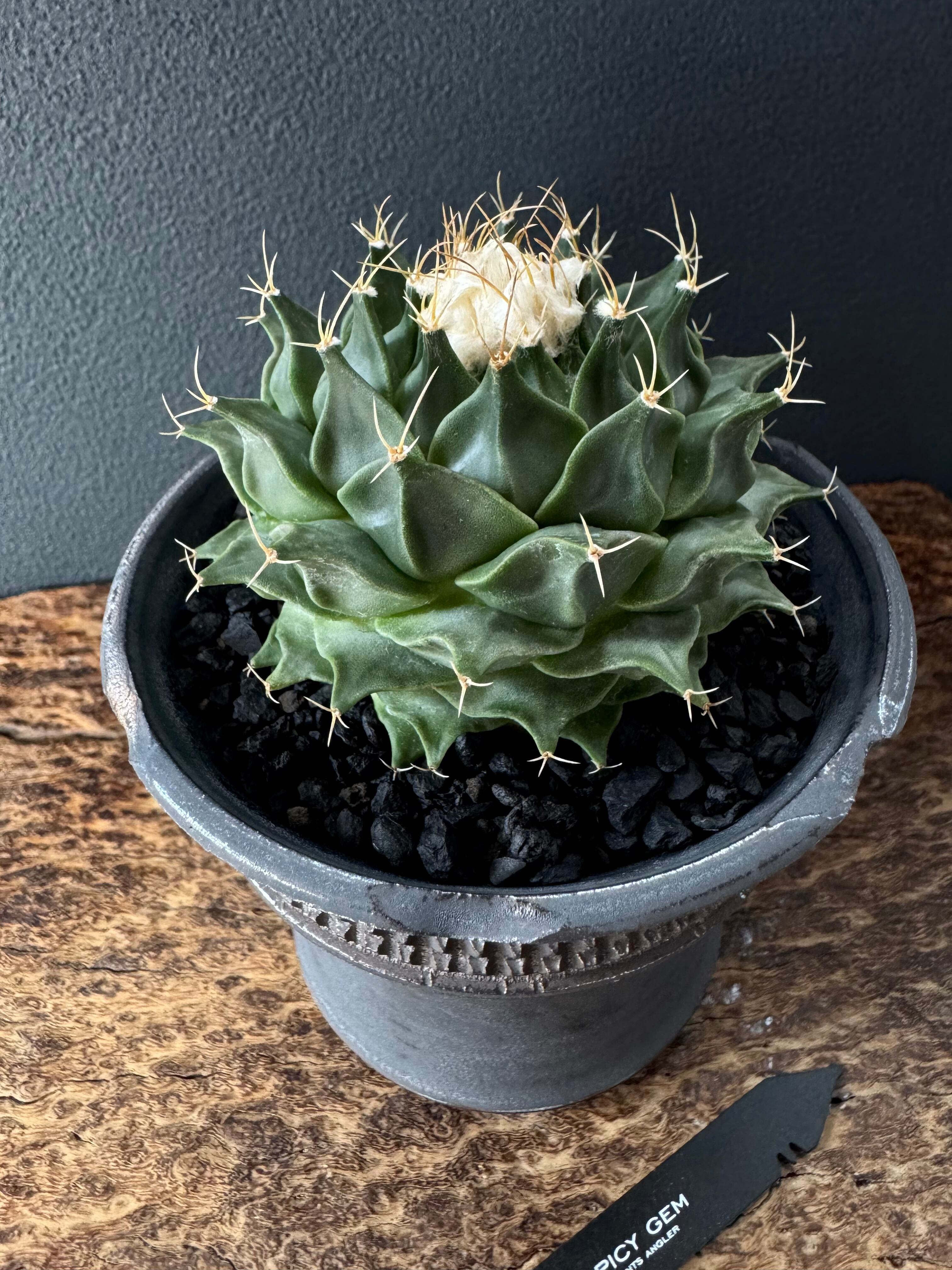 鉢・プランター spicygem Meteorite bowl chipped tiny spicygem