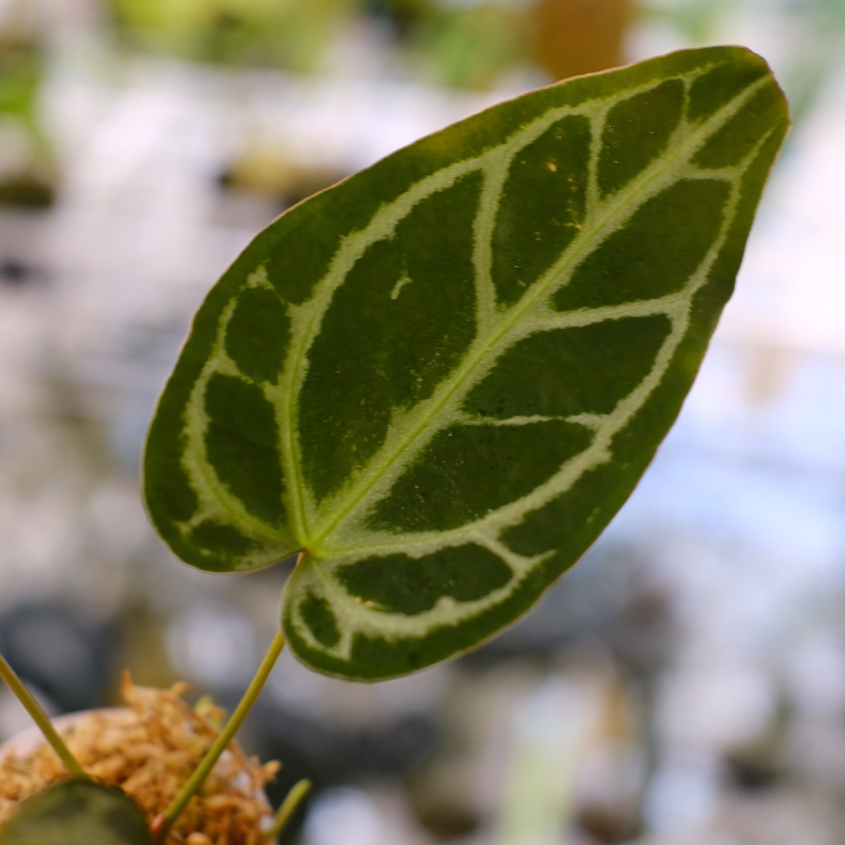 Anthurium Mystic A88 / 'Dorayaki' × 'Redcrystallinum' (NSE