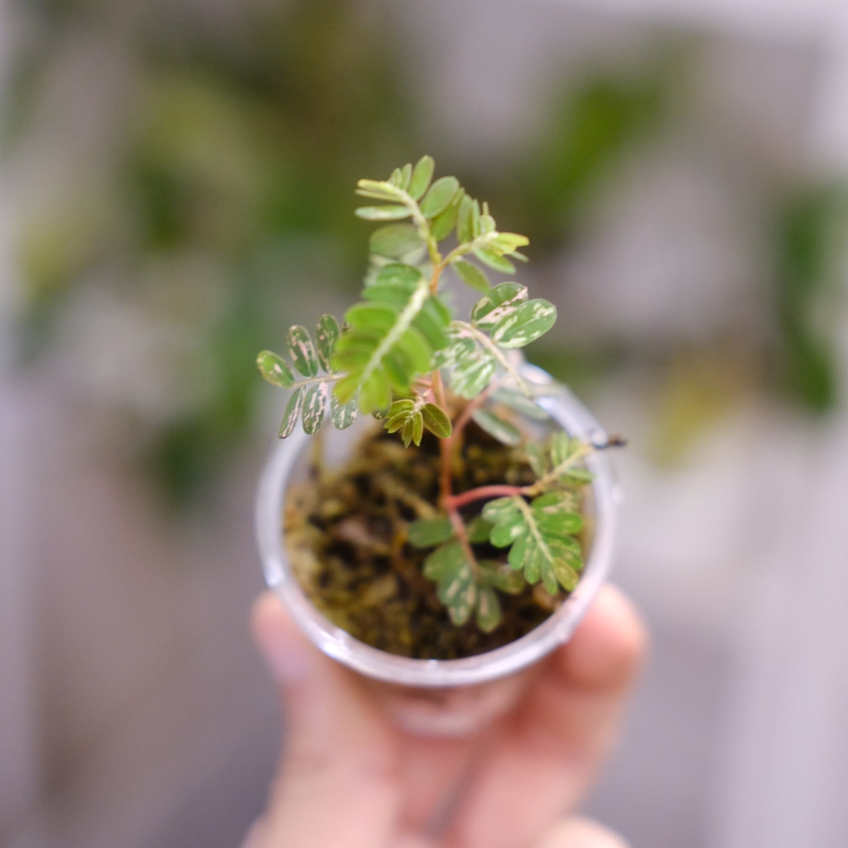 Phyllanthus urinaria 'Pink Variegated'② / フィランサス