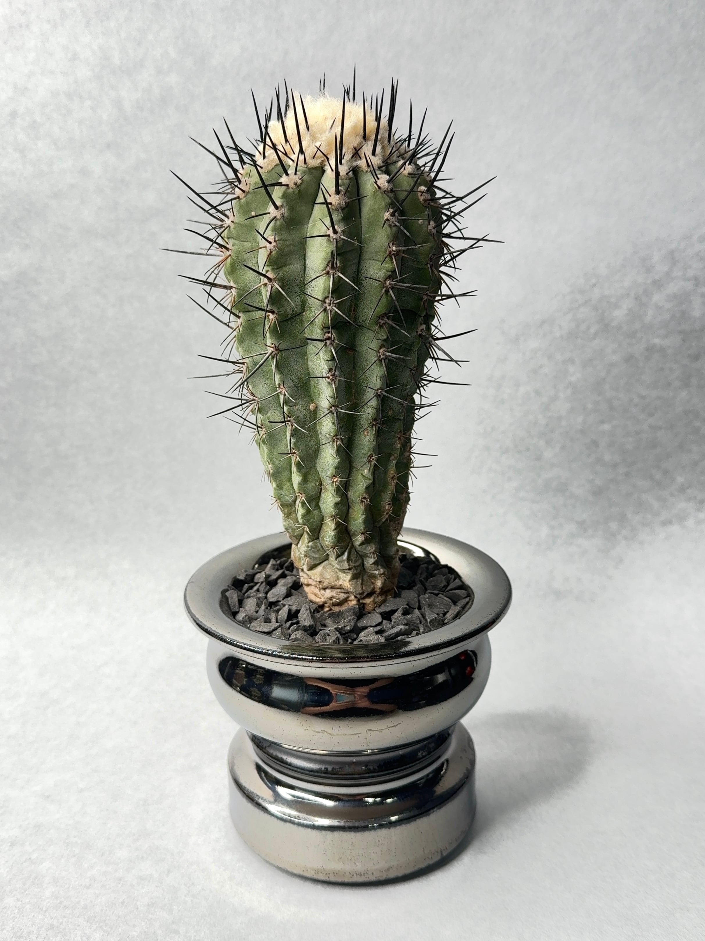 コピアポア・黒士冠 | trigger