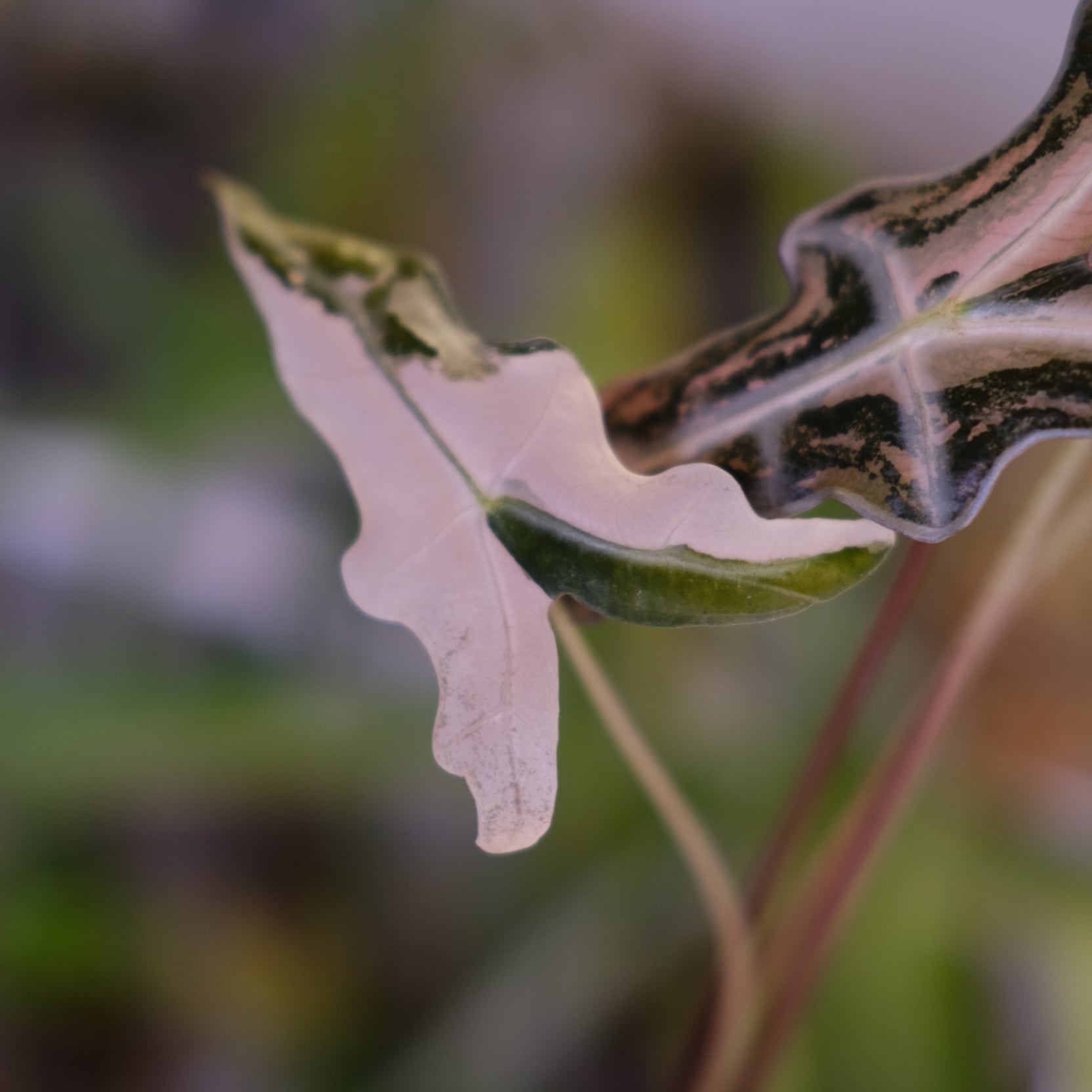 Alocasia Nobillis Pink 