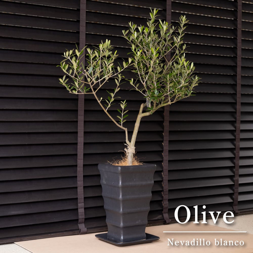 しあわせのオリーブ｣ 創樹 オリーブの木 SOUJU ネバディロブランコ