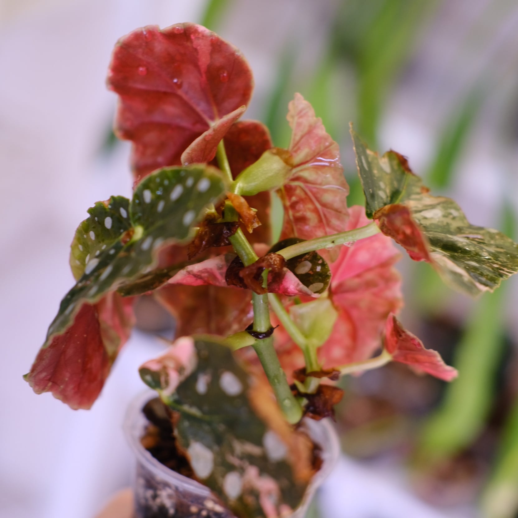 Begonia maculata variegata 'Pink'｜ベゴニア マクラータ ピンク
