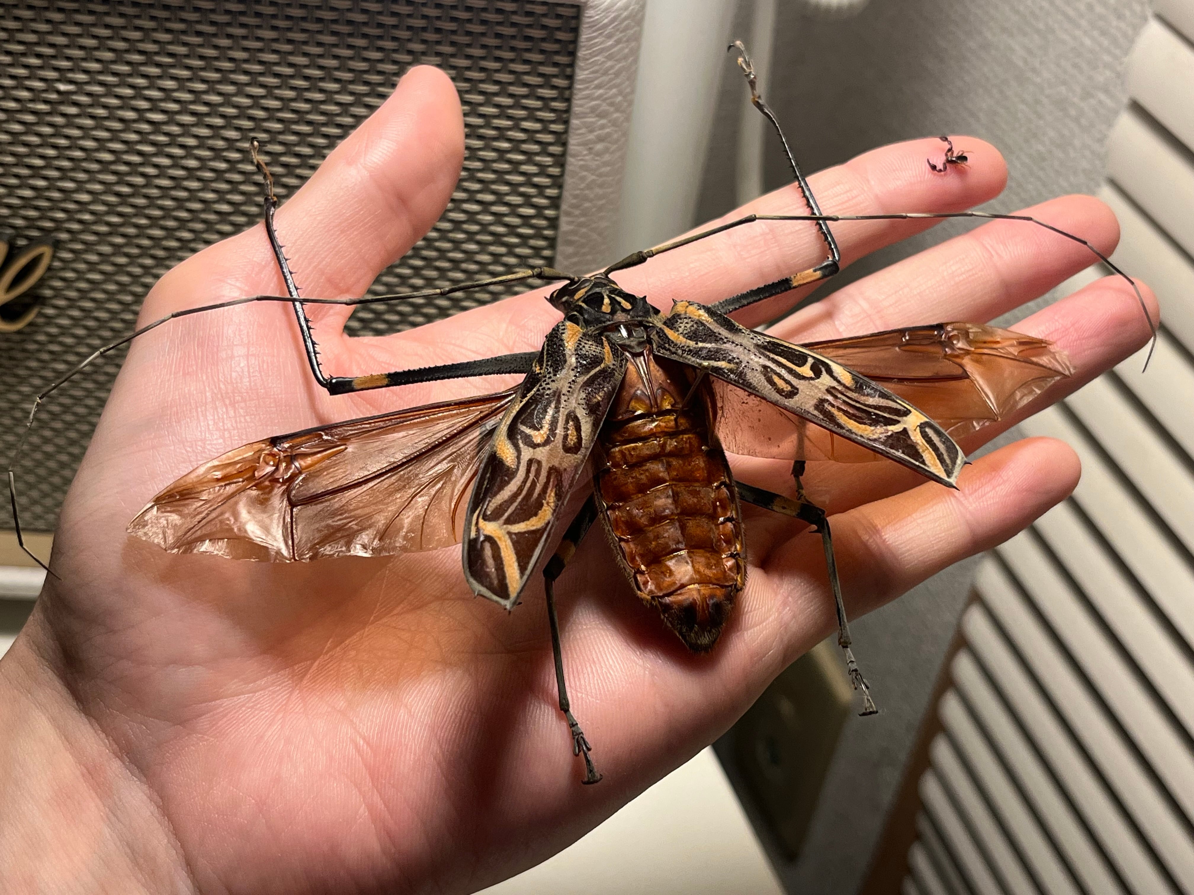 150mm】タイタンオオウスバカミキリ カブトムシクワガタハナムグリ