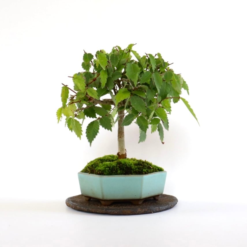 水色鉢のケヤキ | 盆栽工房WABI