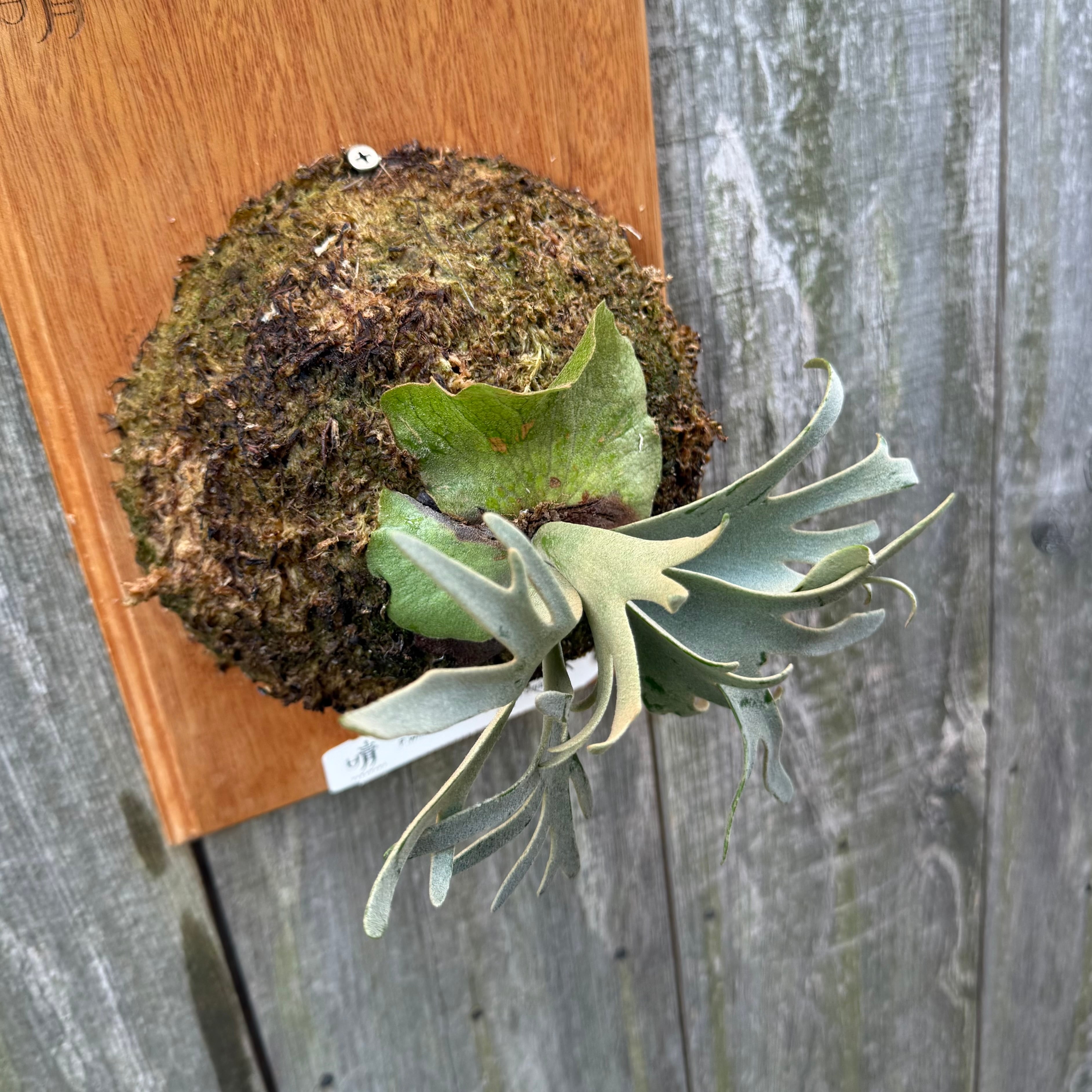 P.willinckii Yellow moon dwarf (from晴花鹿苑) | naturefix