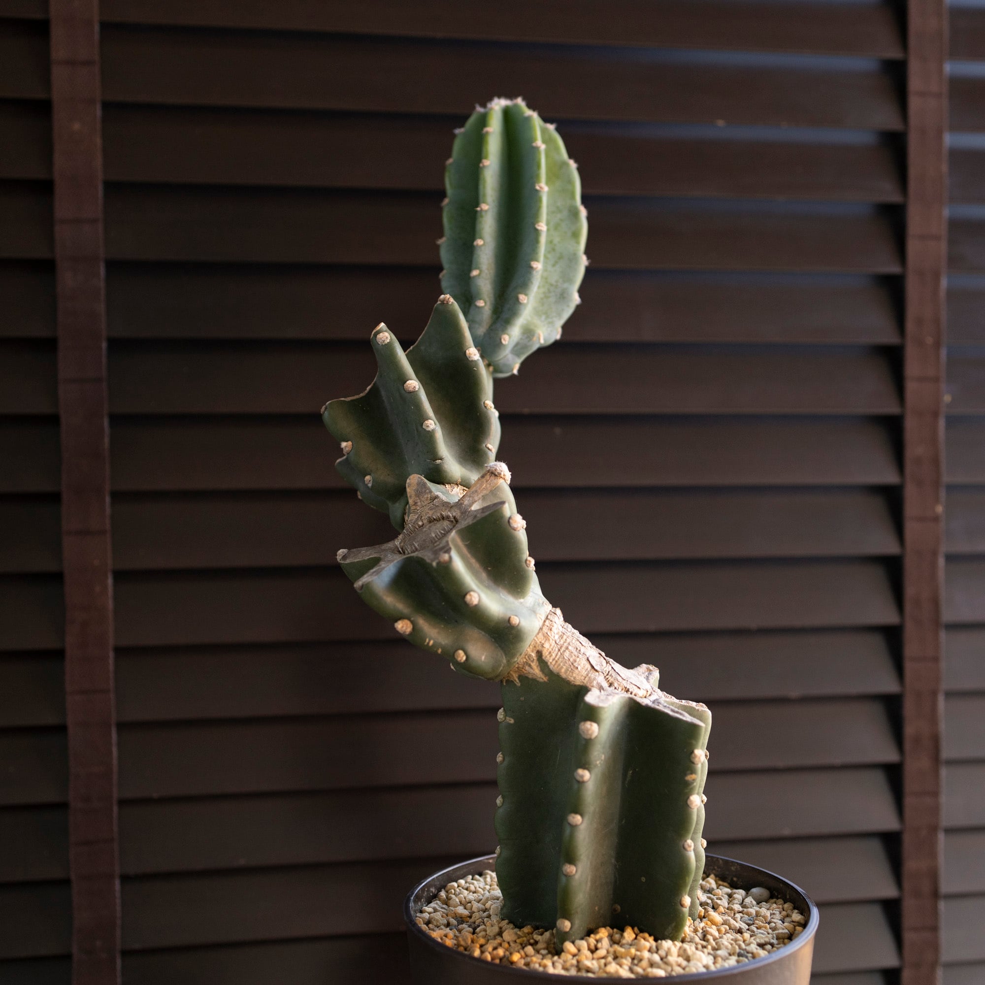 柱サボテン ブランチ 鬼面角 6号鉢 Branch サボテン 観葉植物 石化