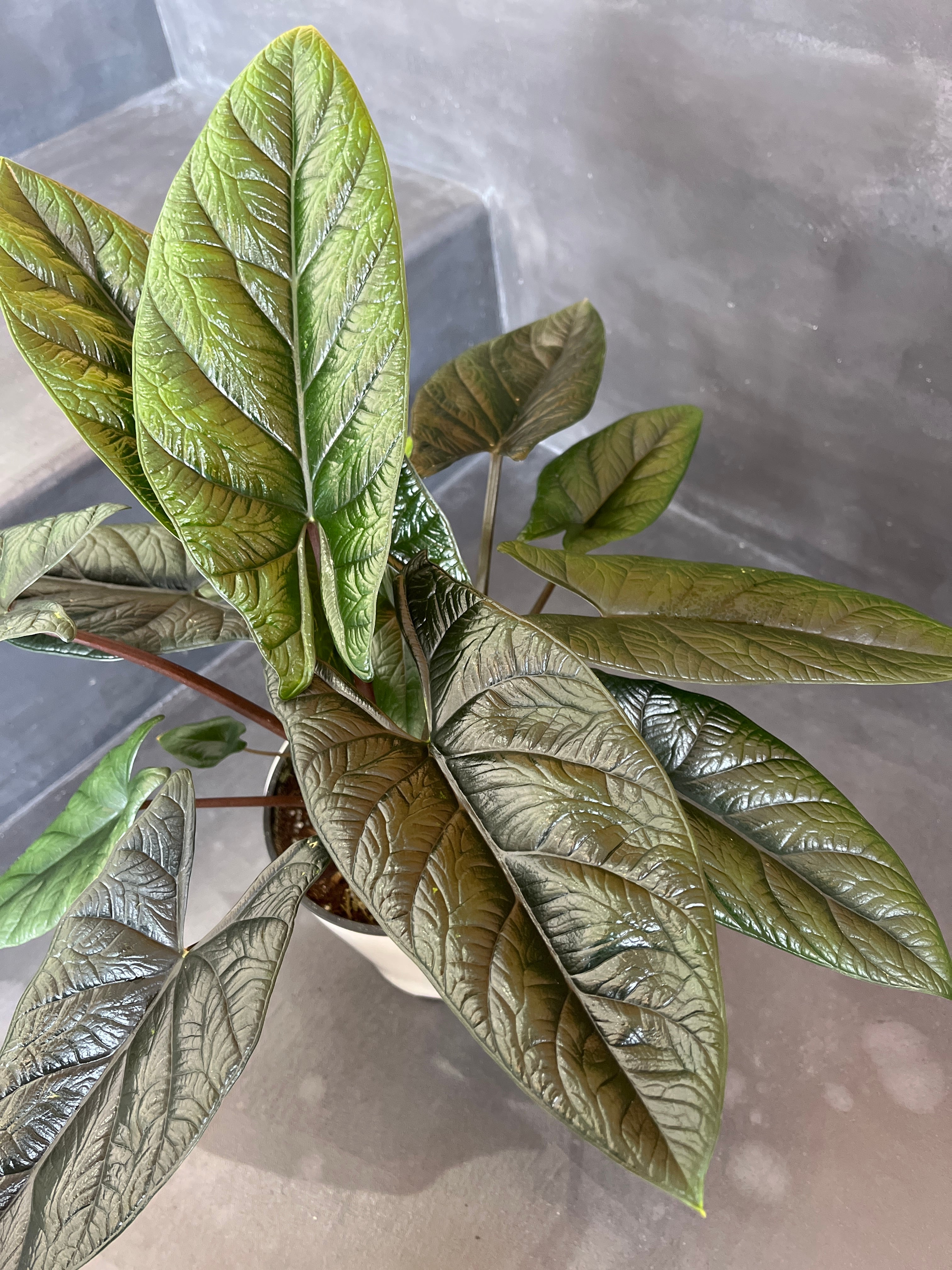 アロカシア スカルプラム 5号 | little green plants MEDETE