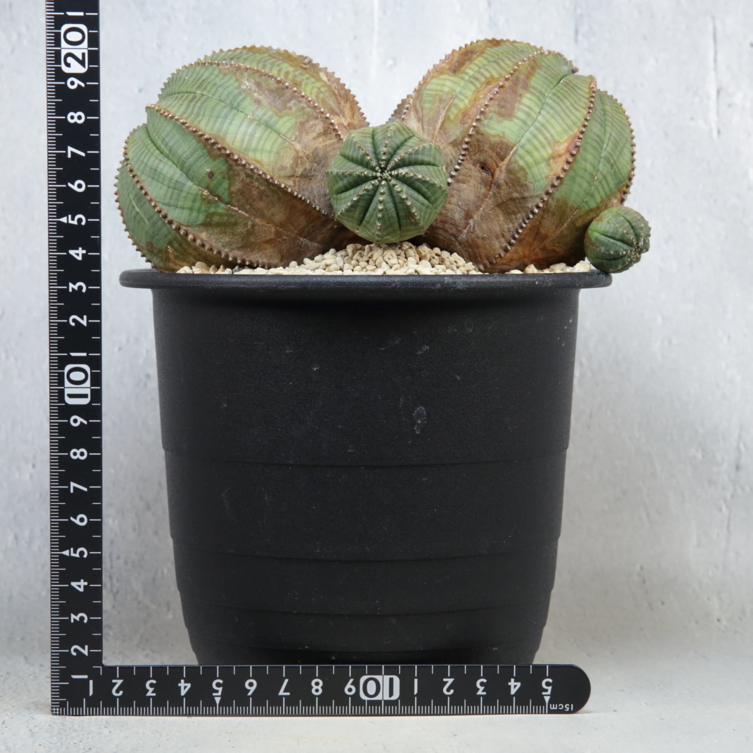 超厳選株】ヴィンテージ 超大株 最大幅 約17cm ダブルヘッド 仔吹き