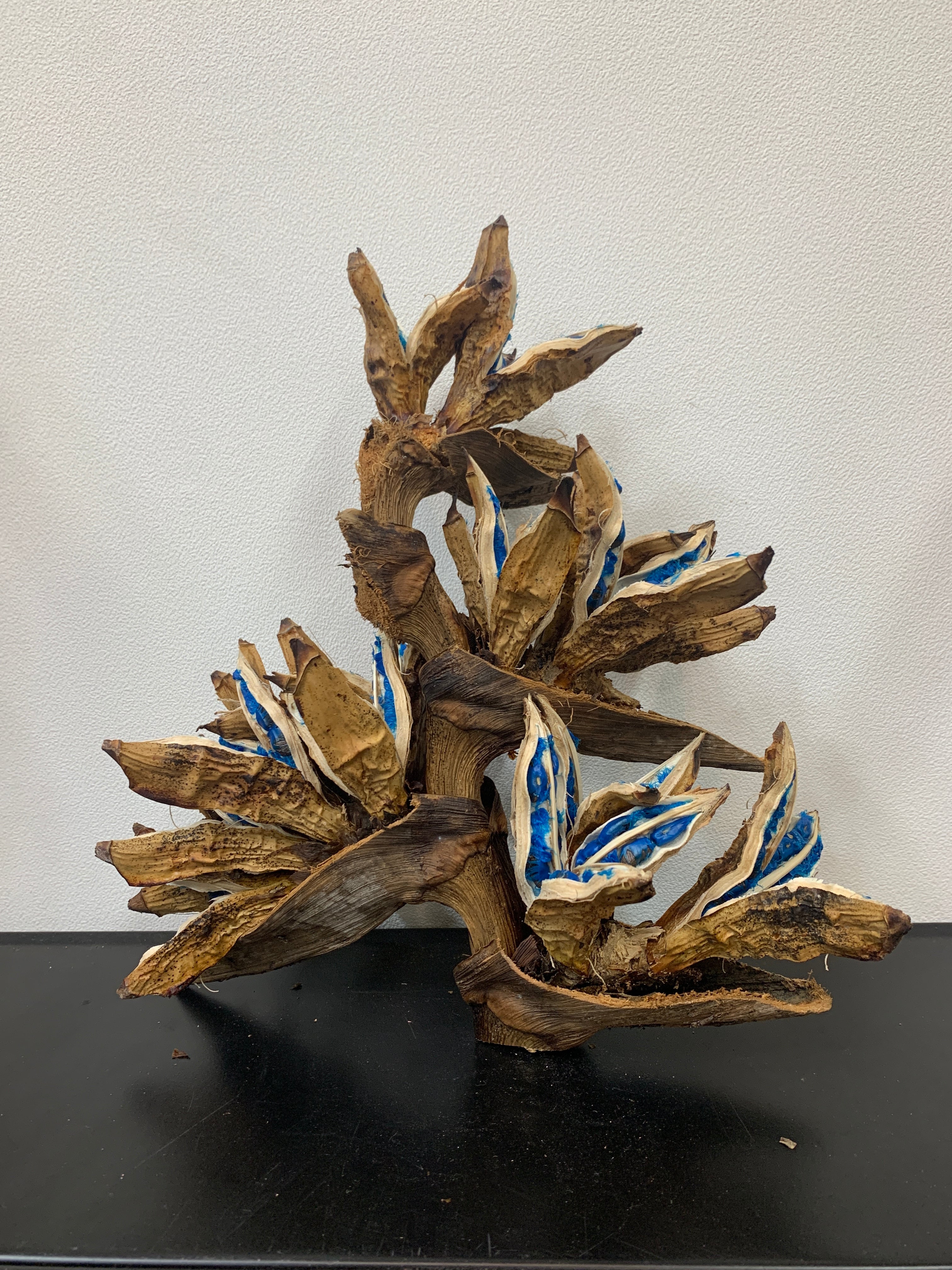 旅人の木特大茎長め A級品8節 旅人の木特大茎長め A級品8節